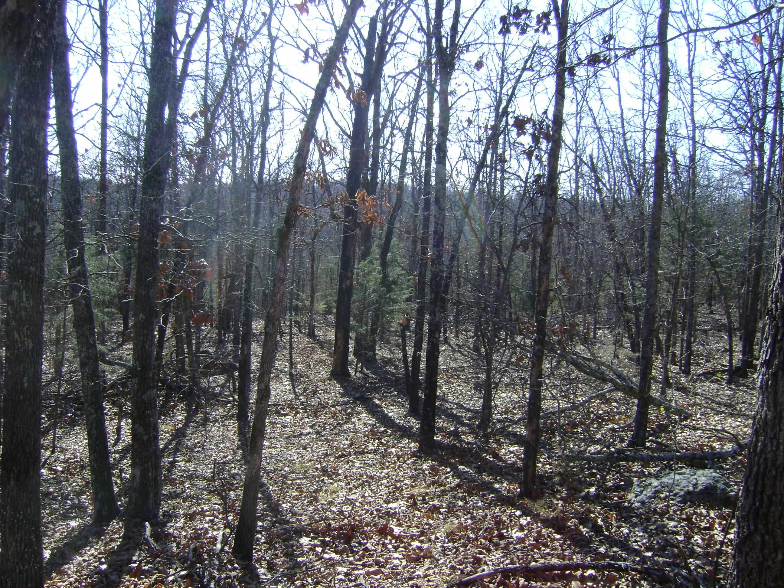 XXX Venture Lane  Ash Flat, AR