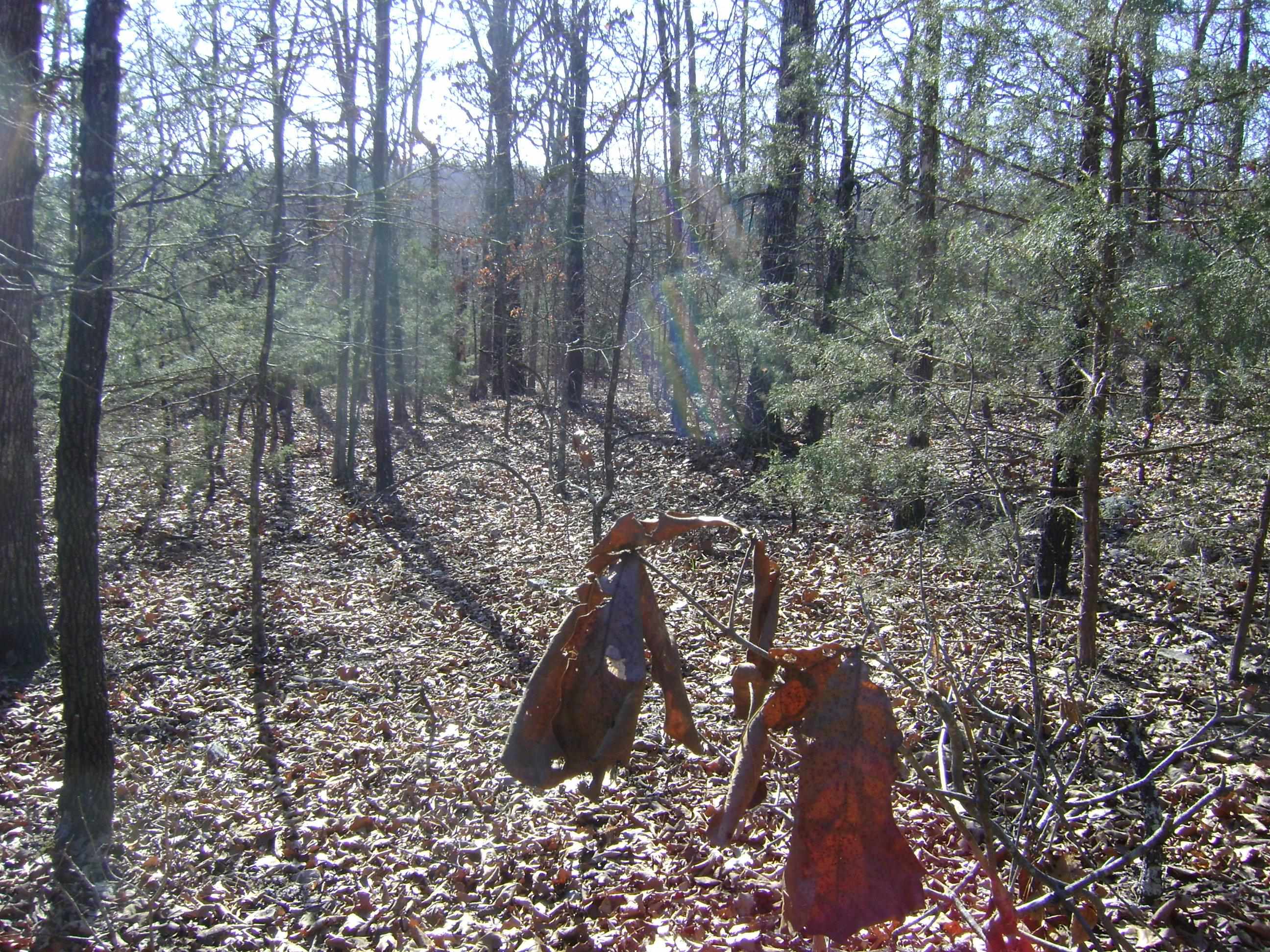 XXX Venture Lane  Ash Flat, AR