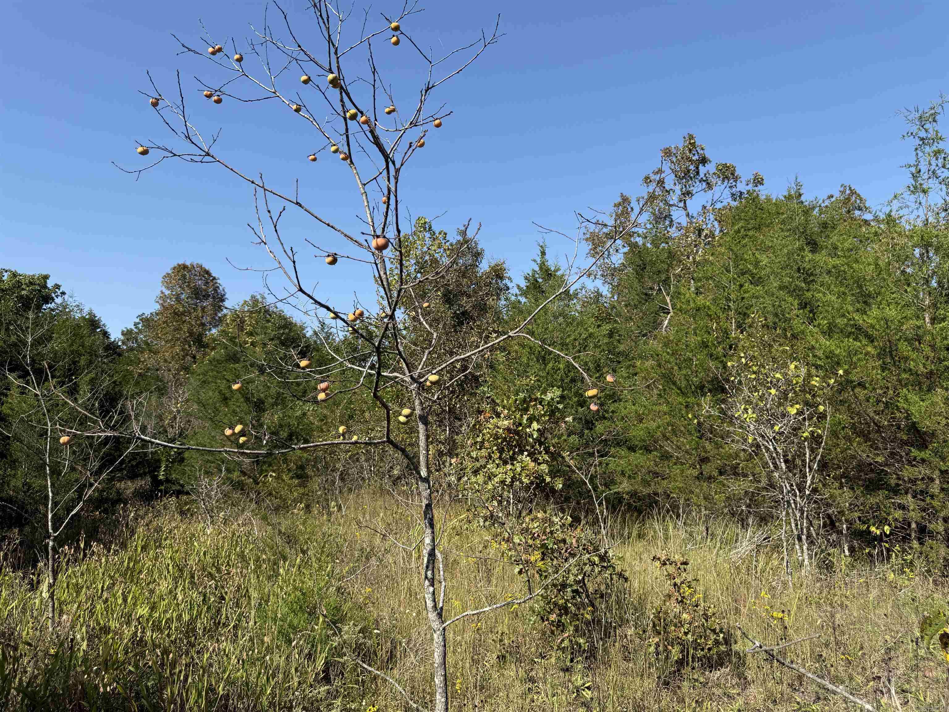 232 New Hope Road  Mountain Home, AR