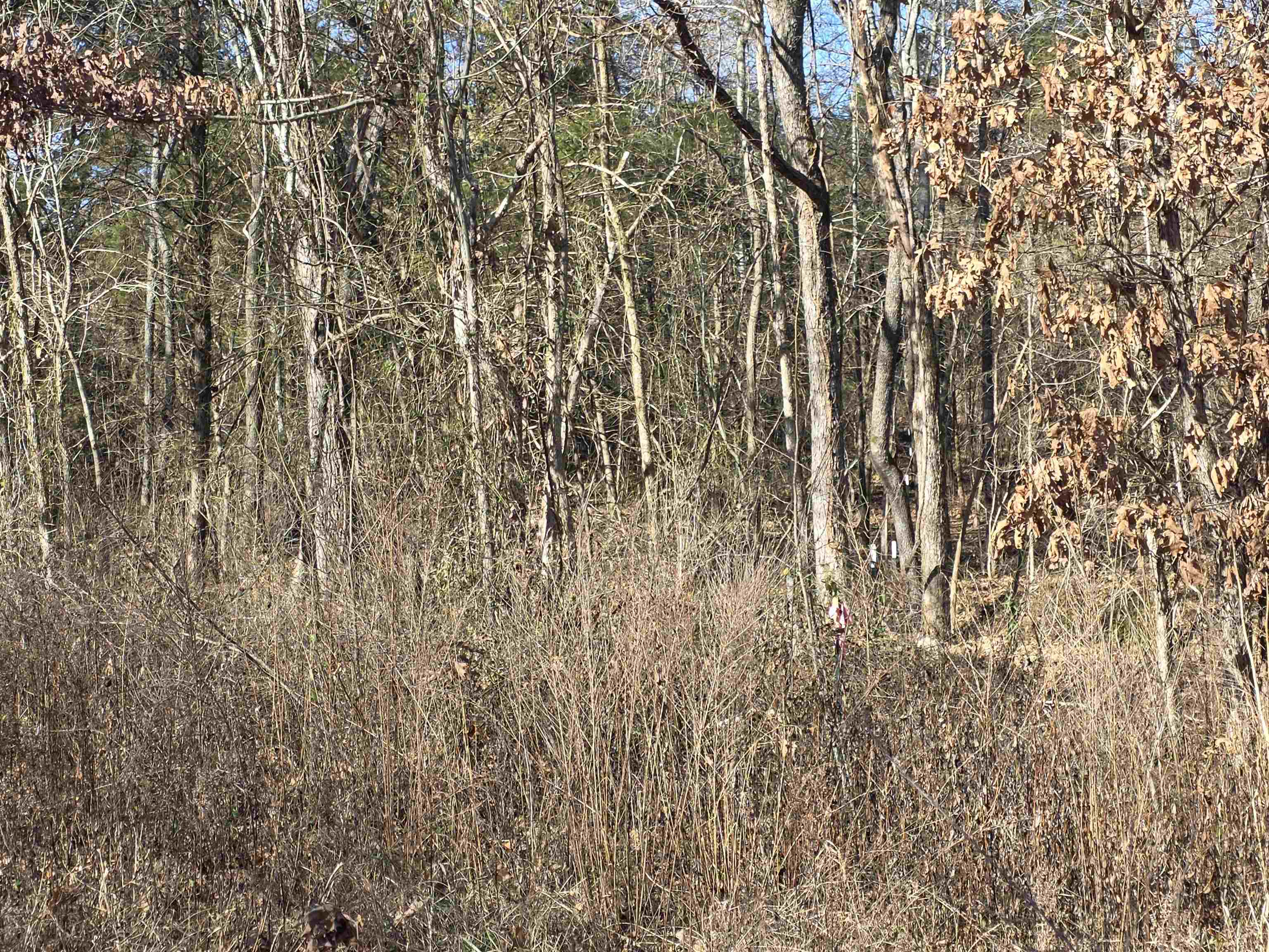 49 Meadow Brook  Sage, AR