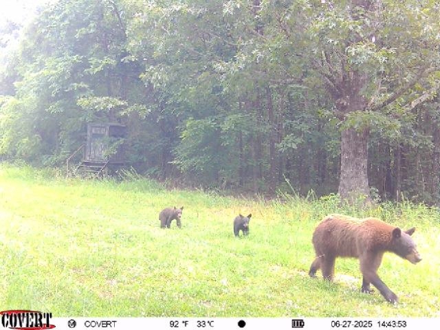 71A Love Hollow  Mount Pleasant, AR