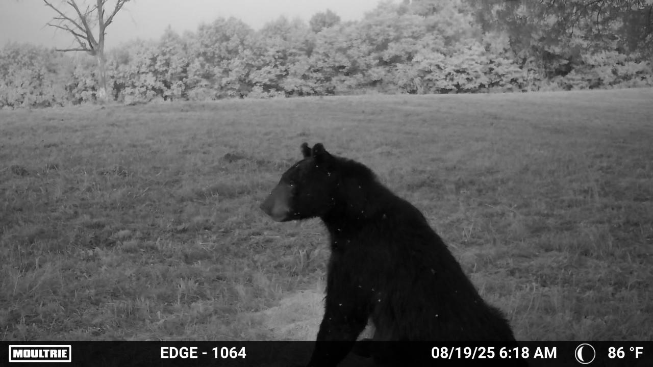 71A Love Hollow  Mount Pleasant, AR