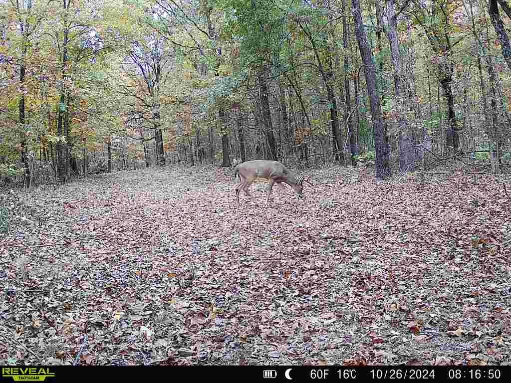 71A Love Hollow  Mount Pleasant, AR