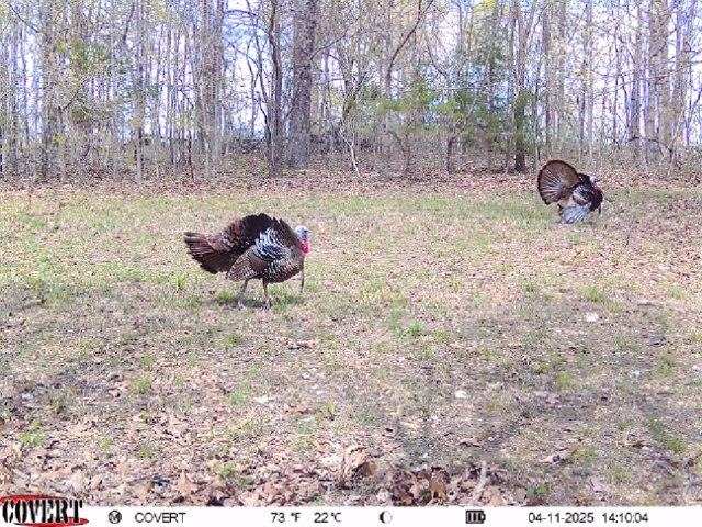 71A Love Hollow  Mount Pleasant, AR