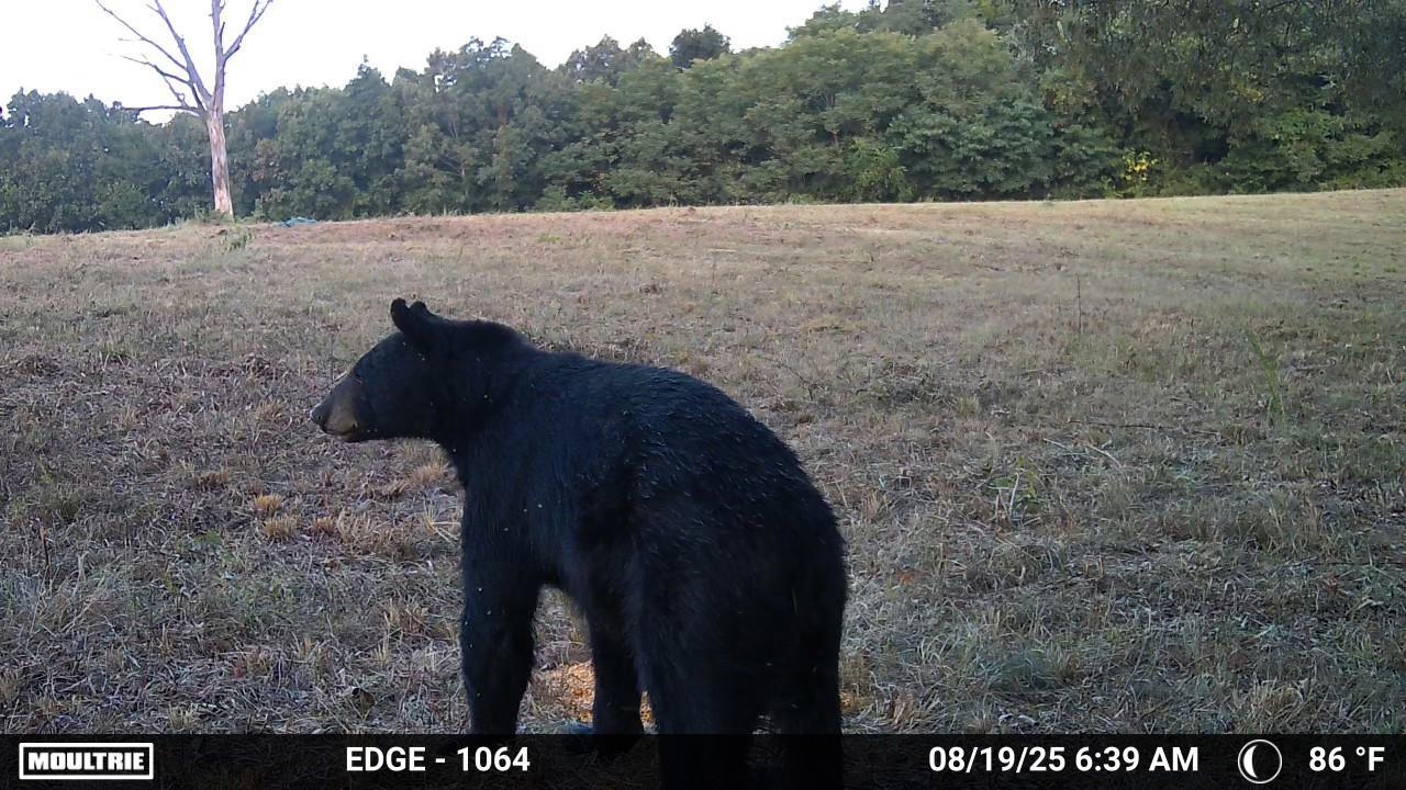 71A Love Hollow  Mount Pleasant, AR