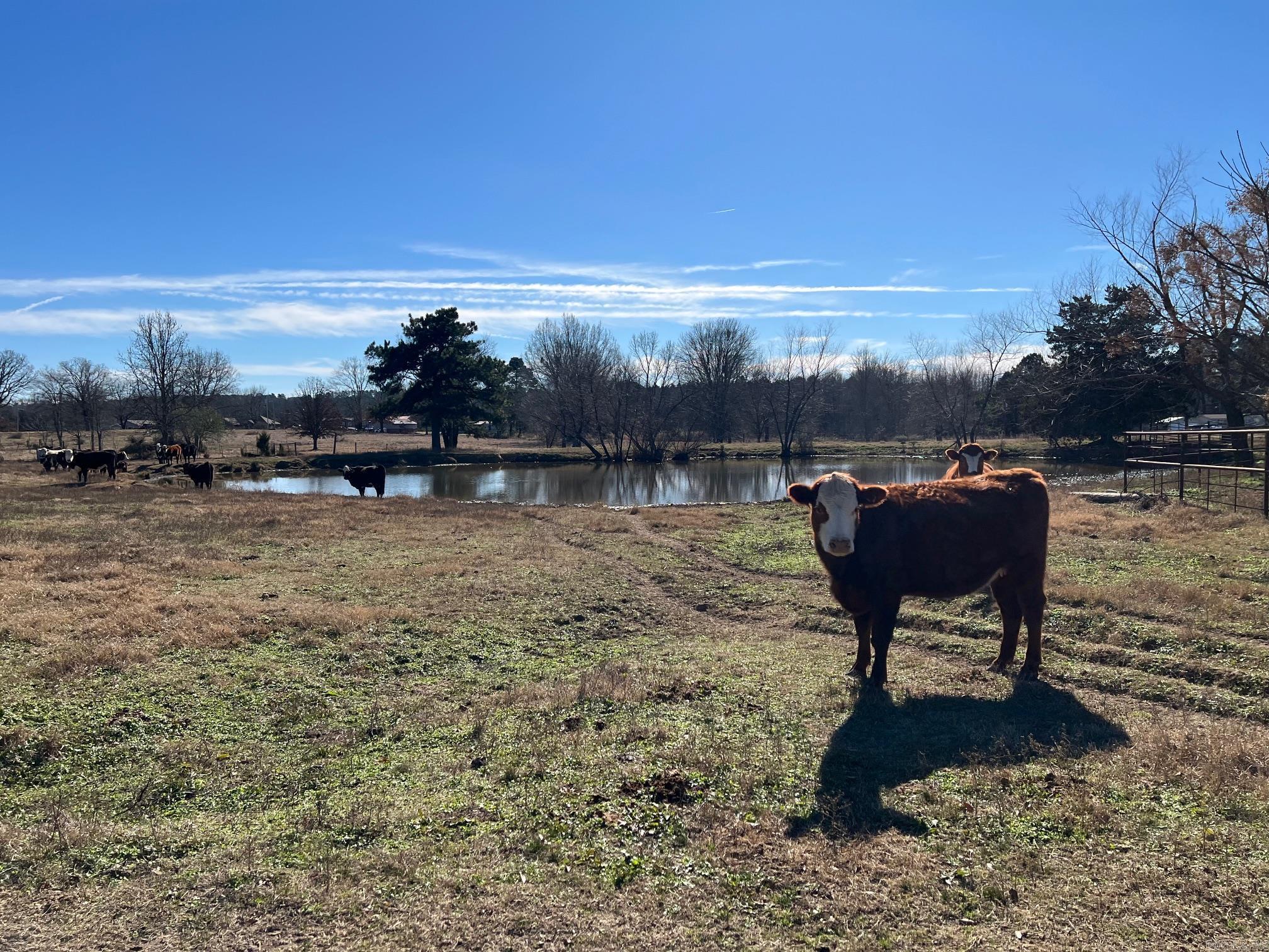 50 Taylor Circle  Conway, AR