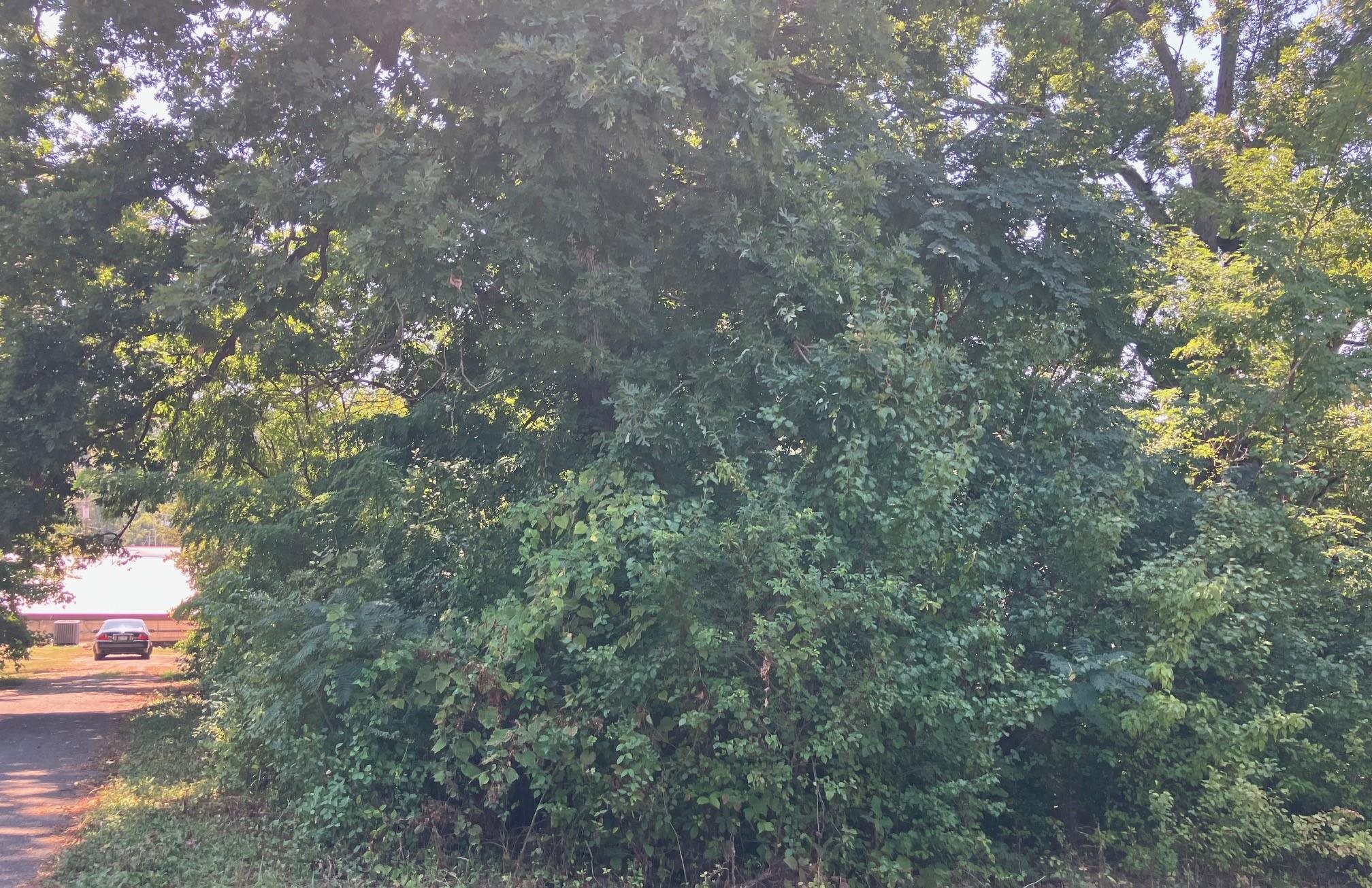 TBD Church Street  Hardy, AR