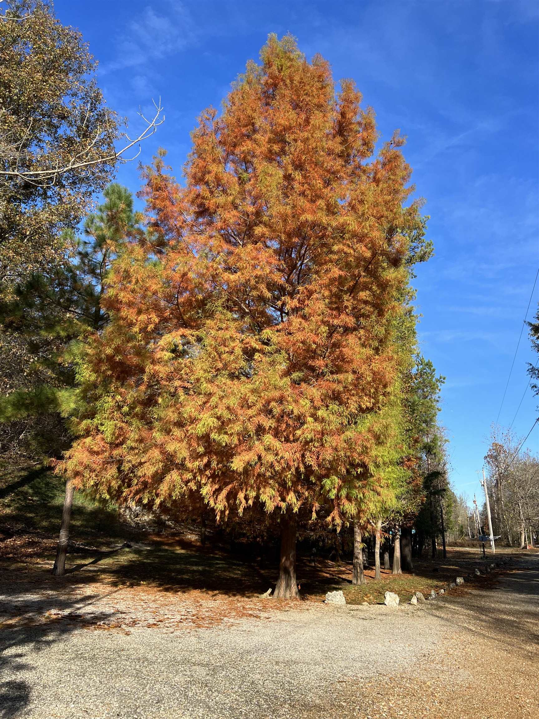 377 Springwood Ter  Hardy, AR