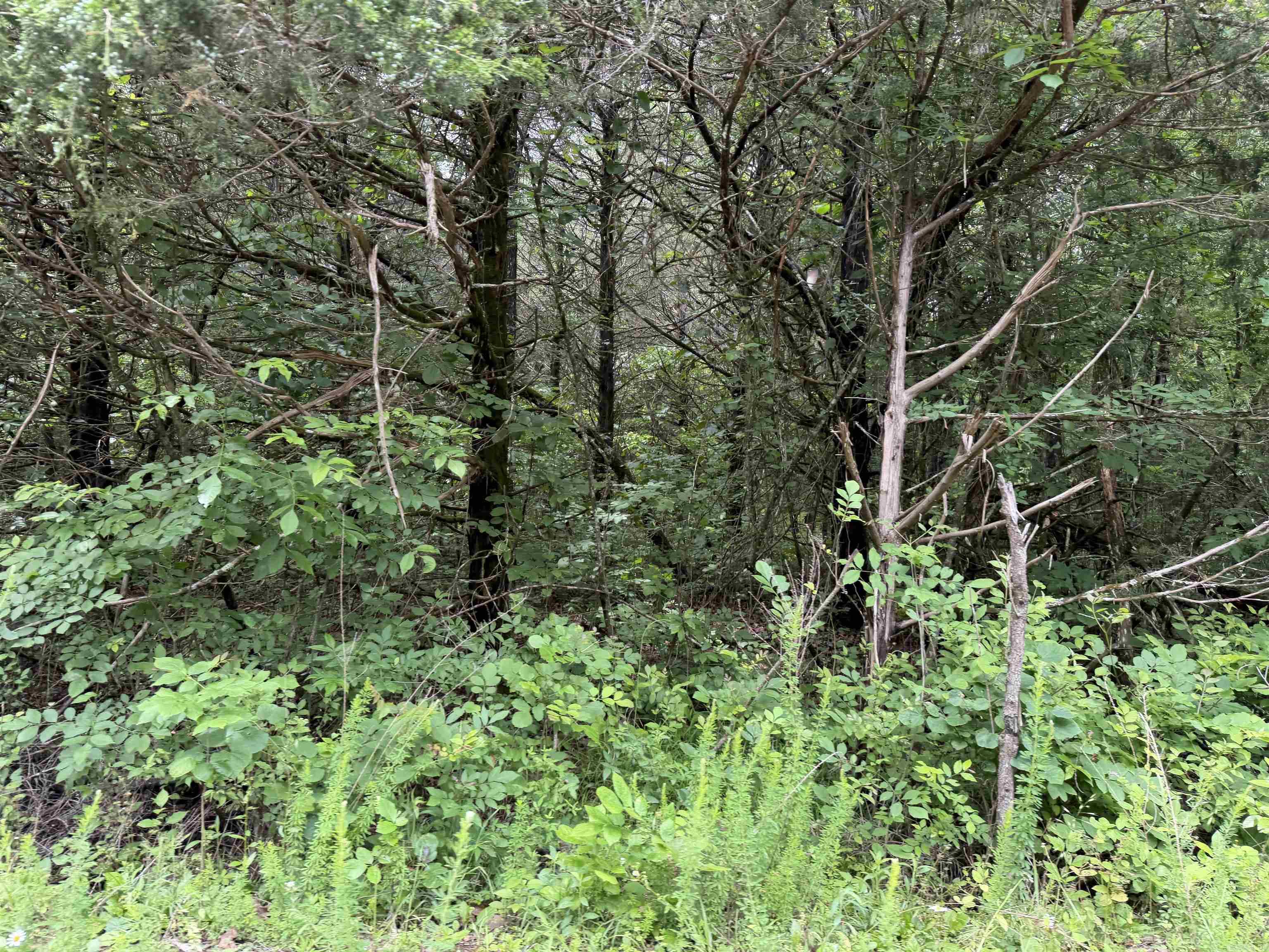 001 Clark Lane  Horseshoe Bend, AR