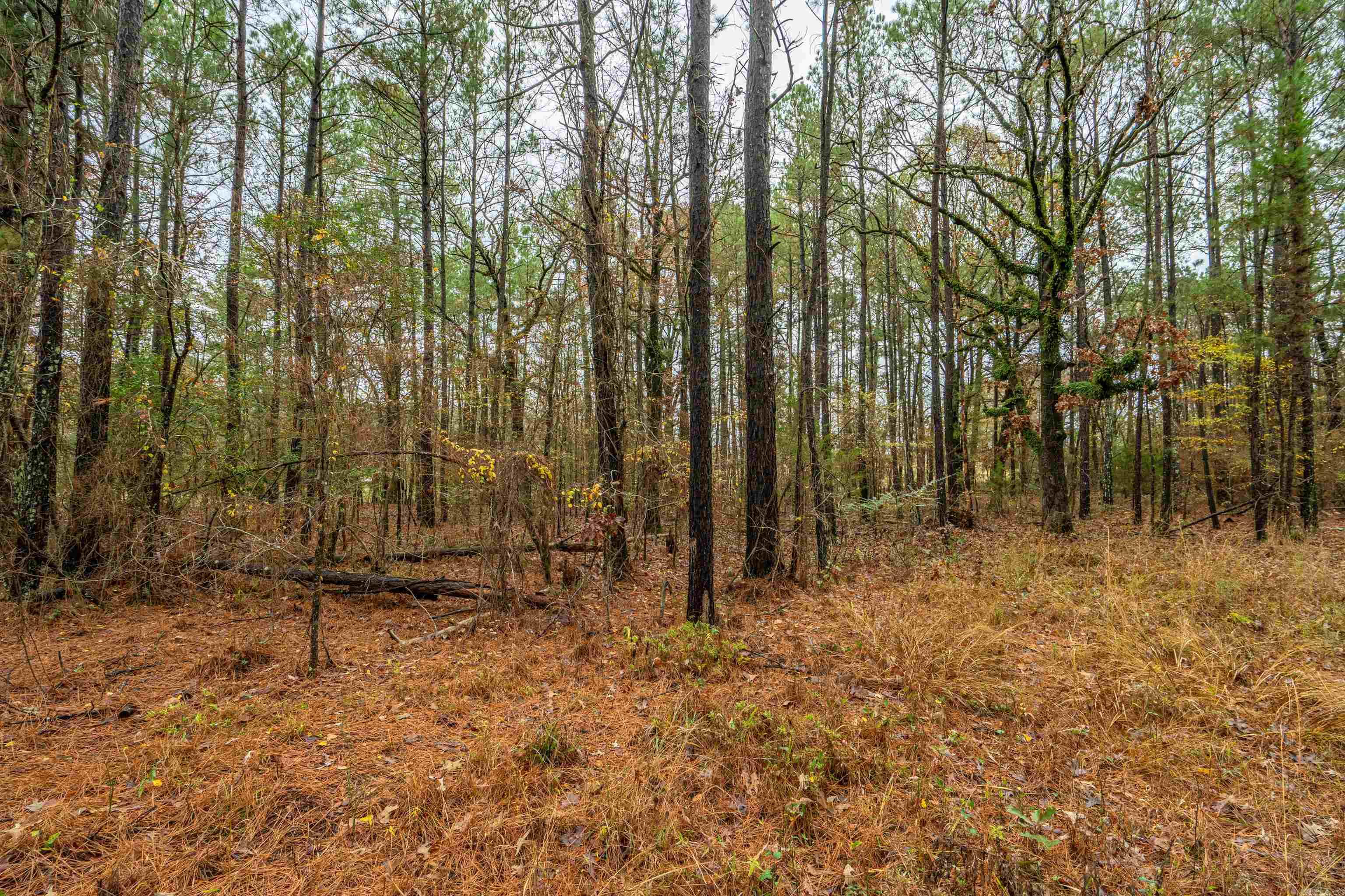 XXX Odell  Bismarck, AR