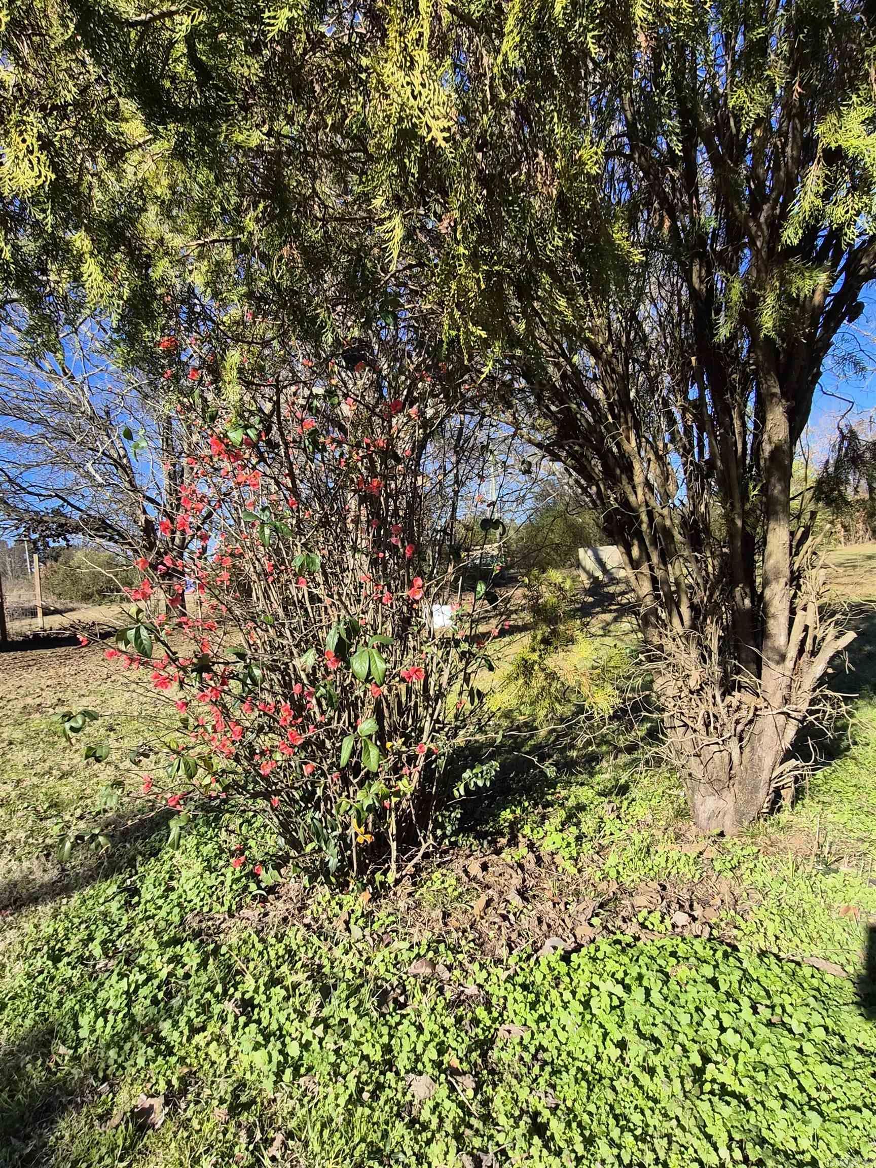 1306 Nevada 261  Prescott, AR