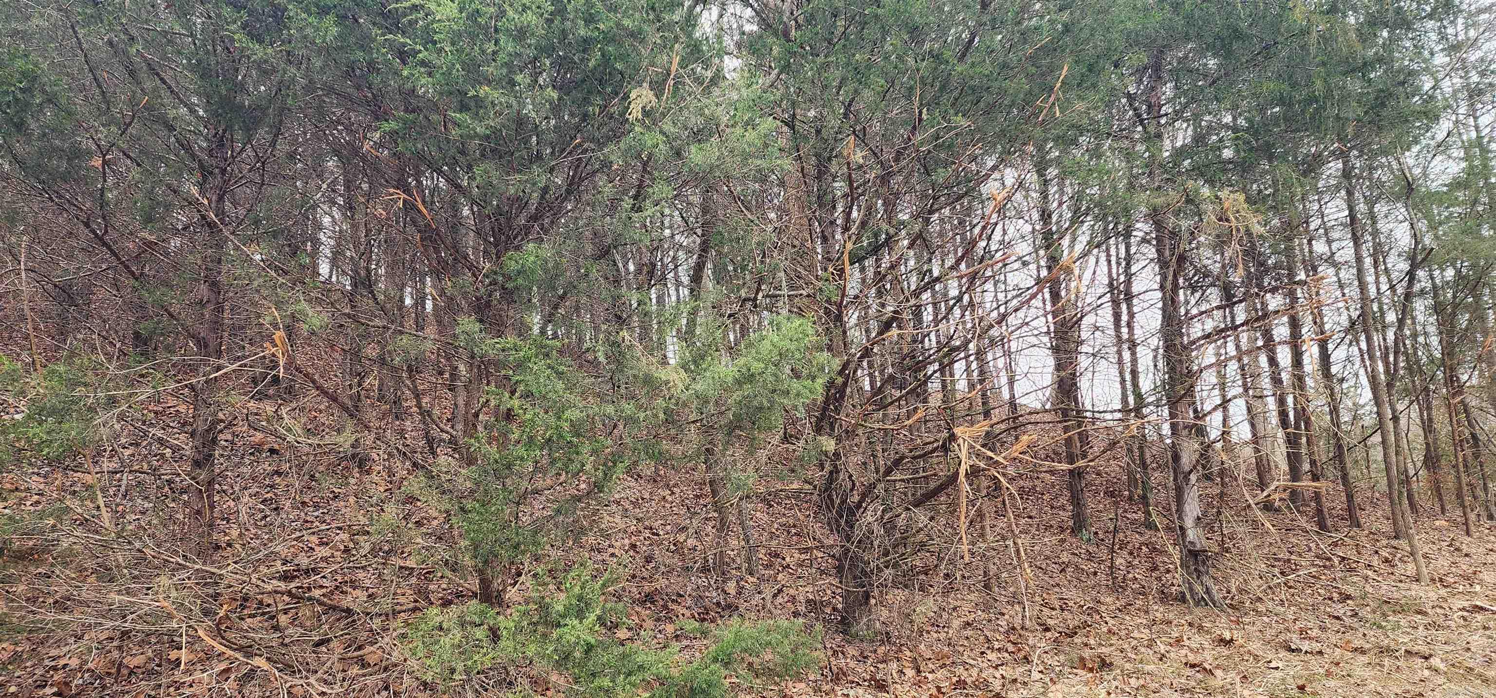 TBD SR 142  Green For., AR