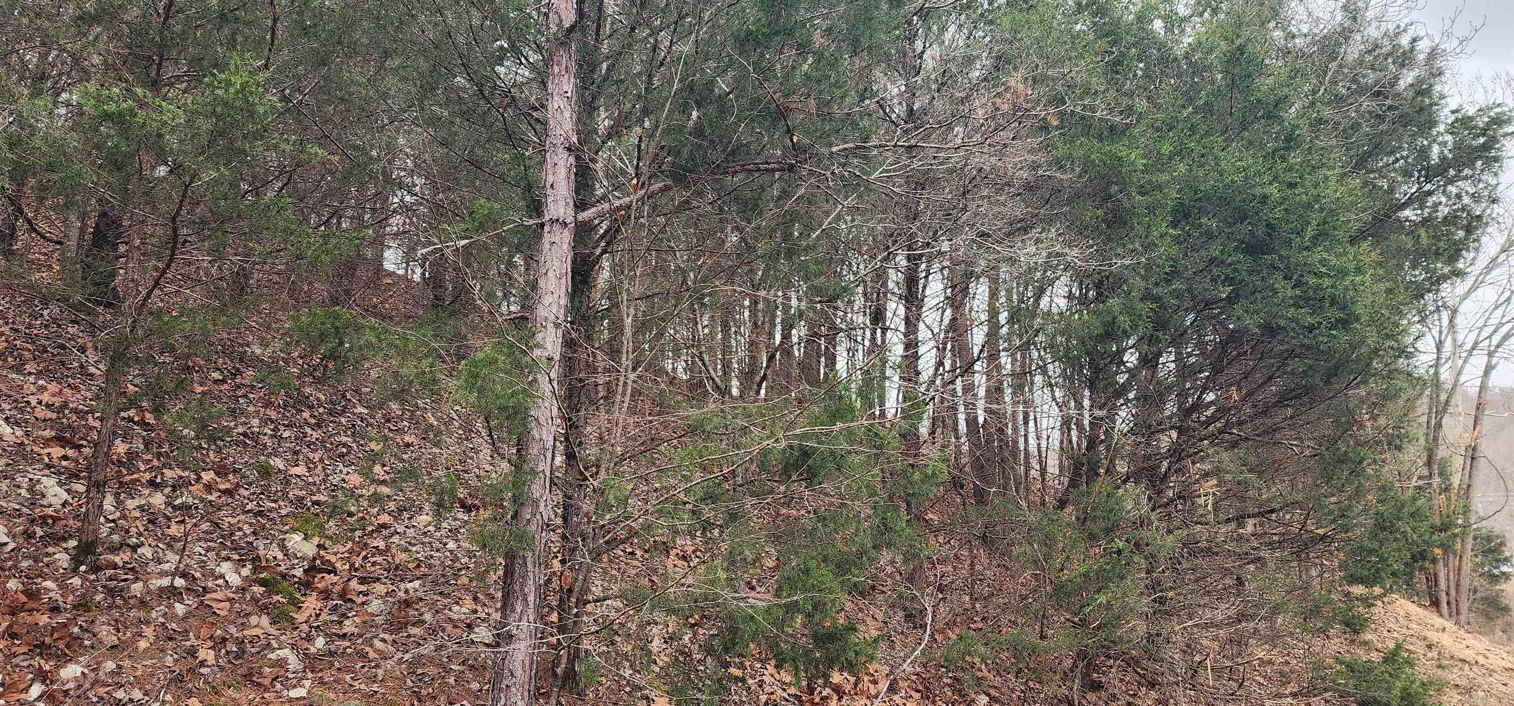 TBD SR 142  Green For., AR