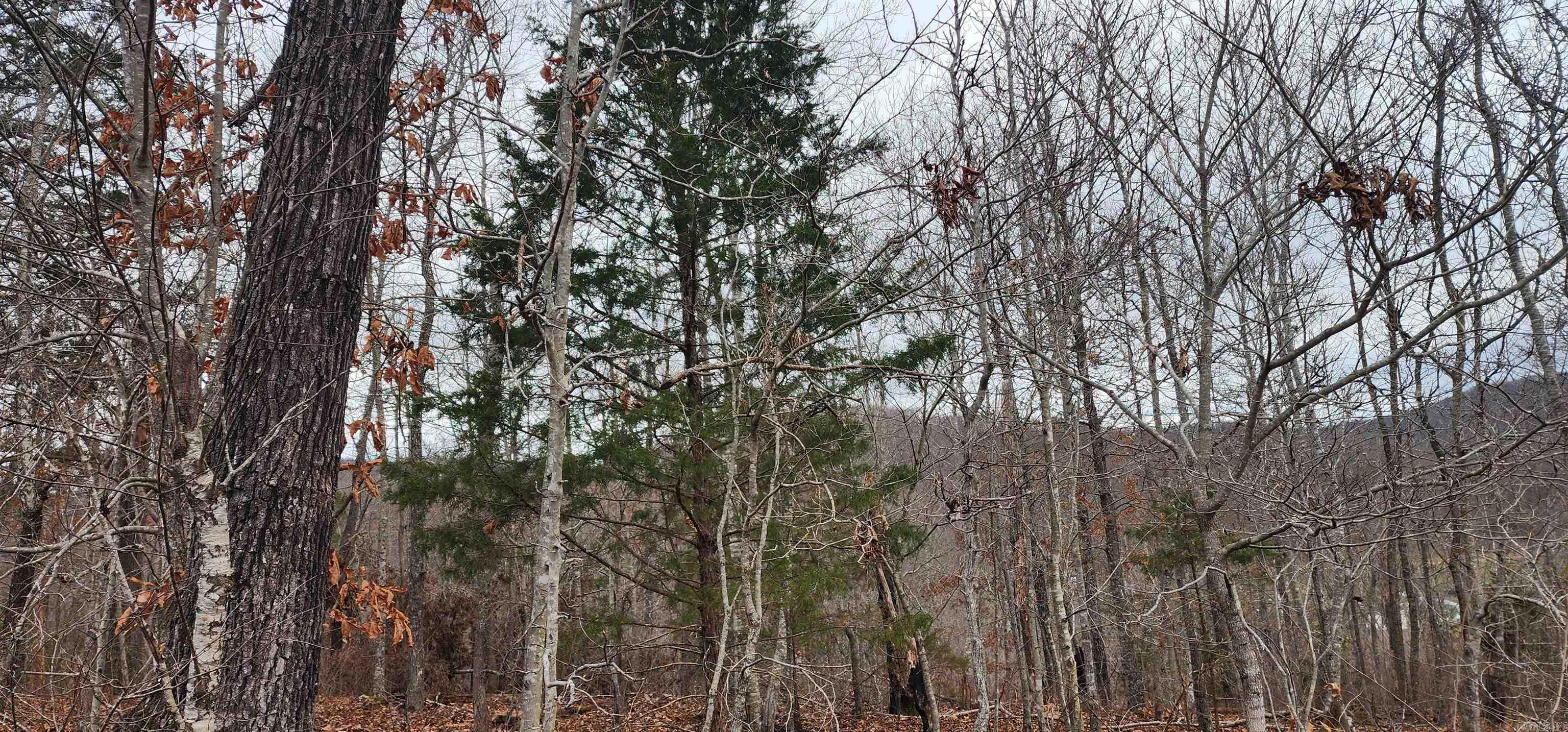 TBD SR 142  Green For., AR