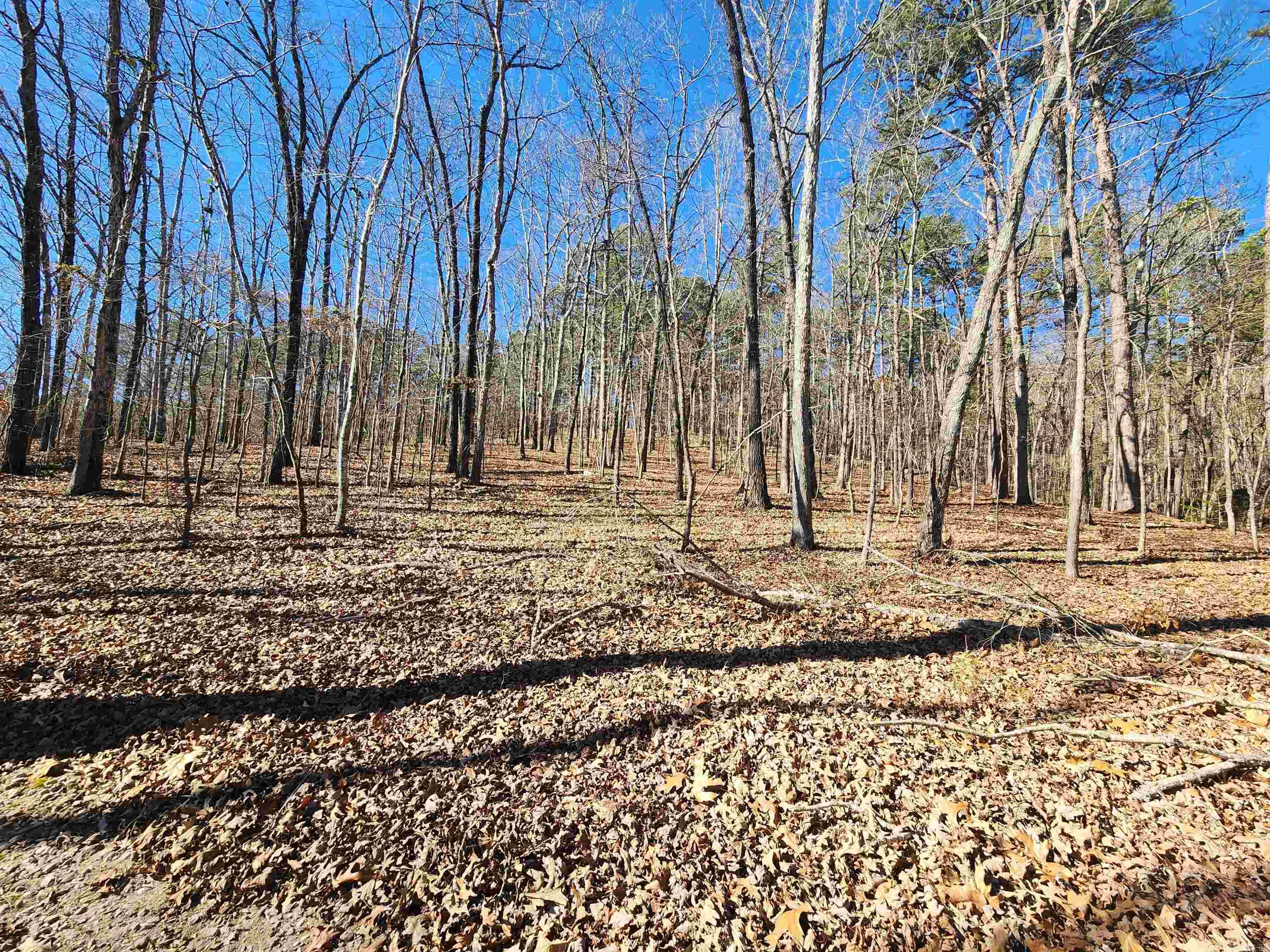 116 Blackcat  Royal, AR