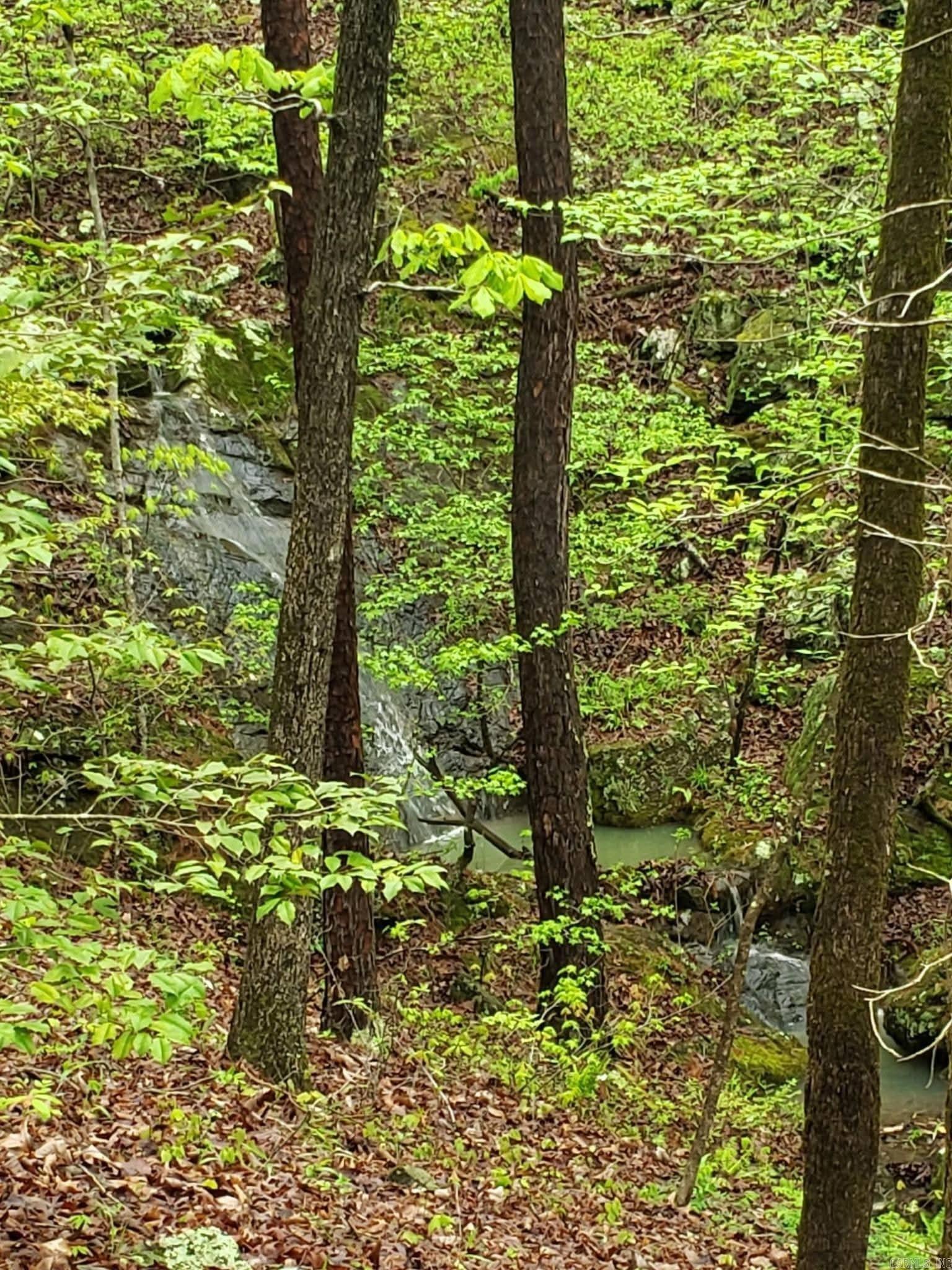 116 Blackcat  Royal, AR