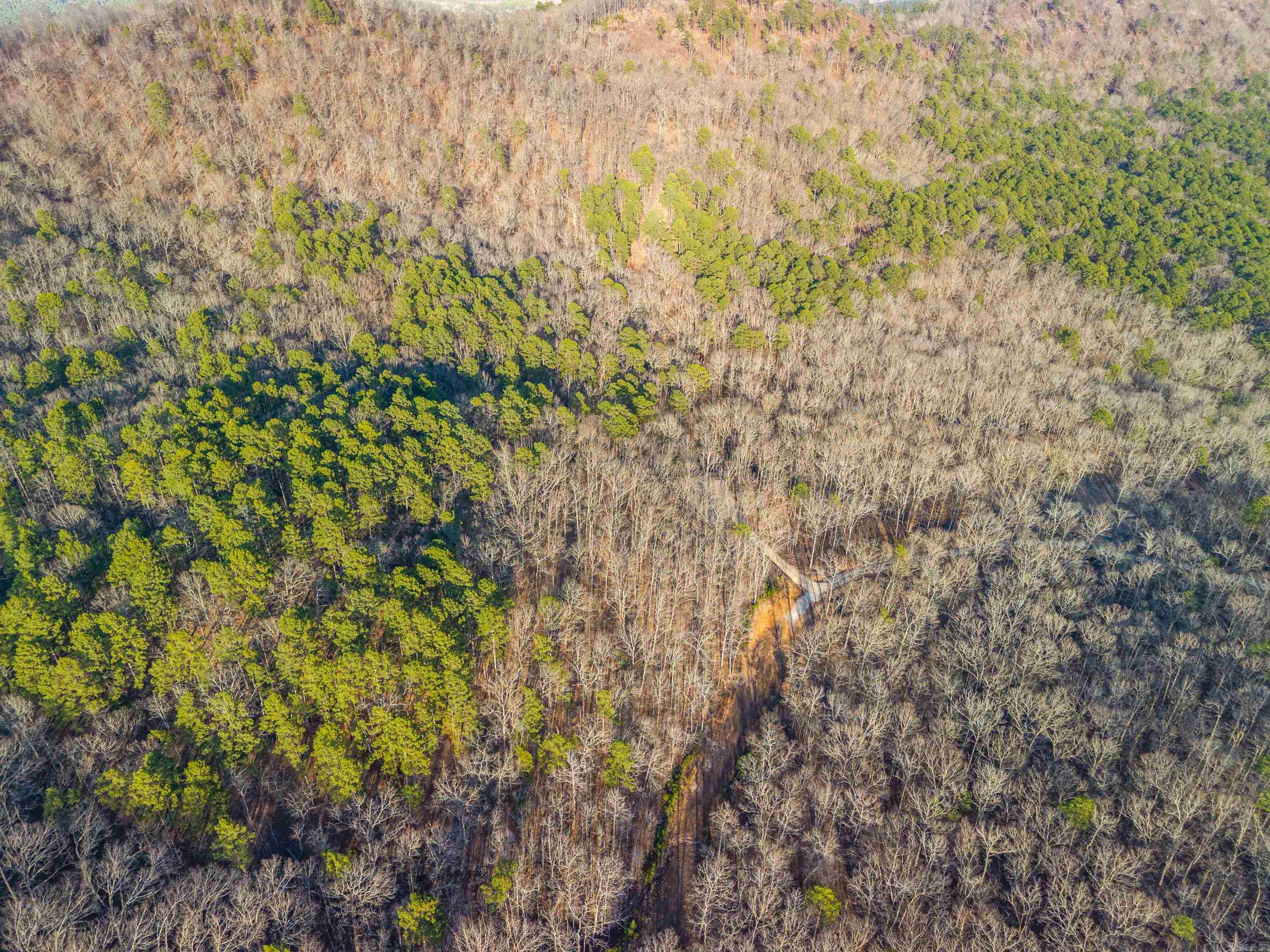 116 Blackcat  Royal, AR