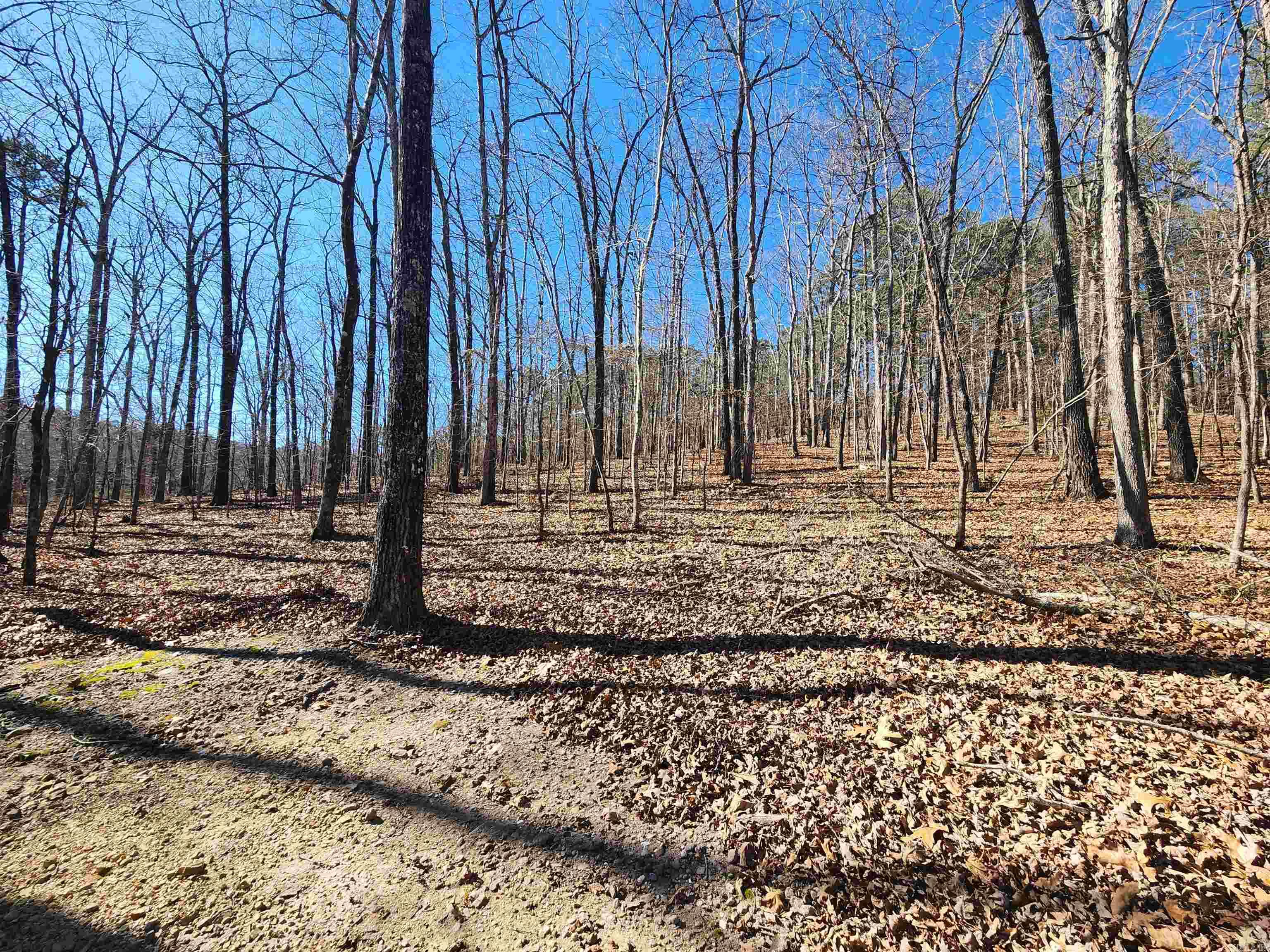 116 Blackcat  Royal, AR