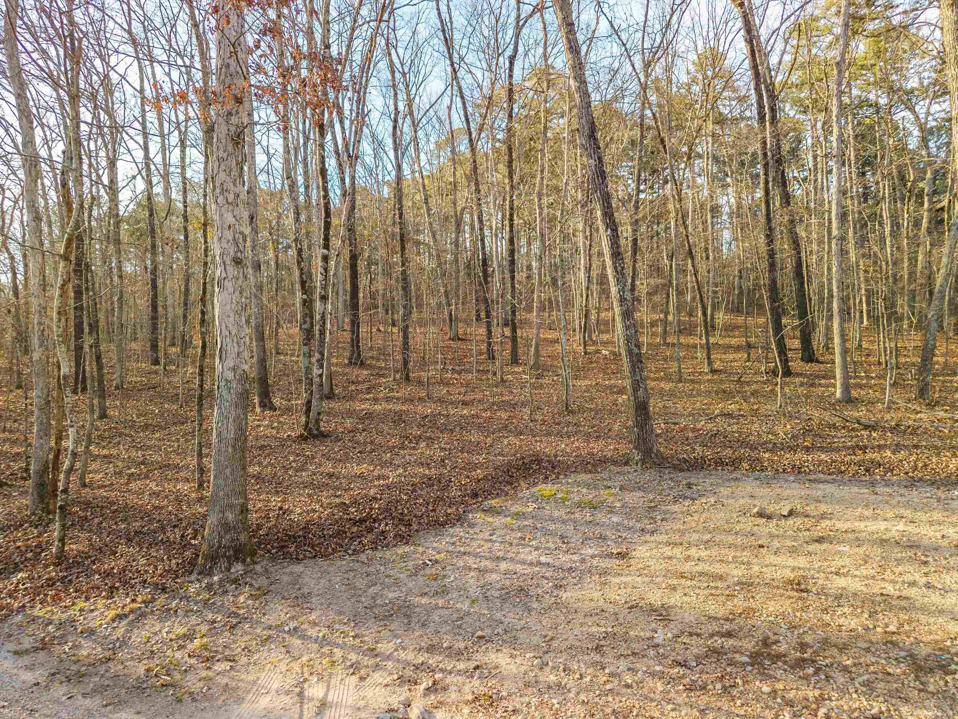 116 Blackcat  Royal, AR