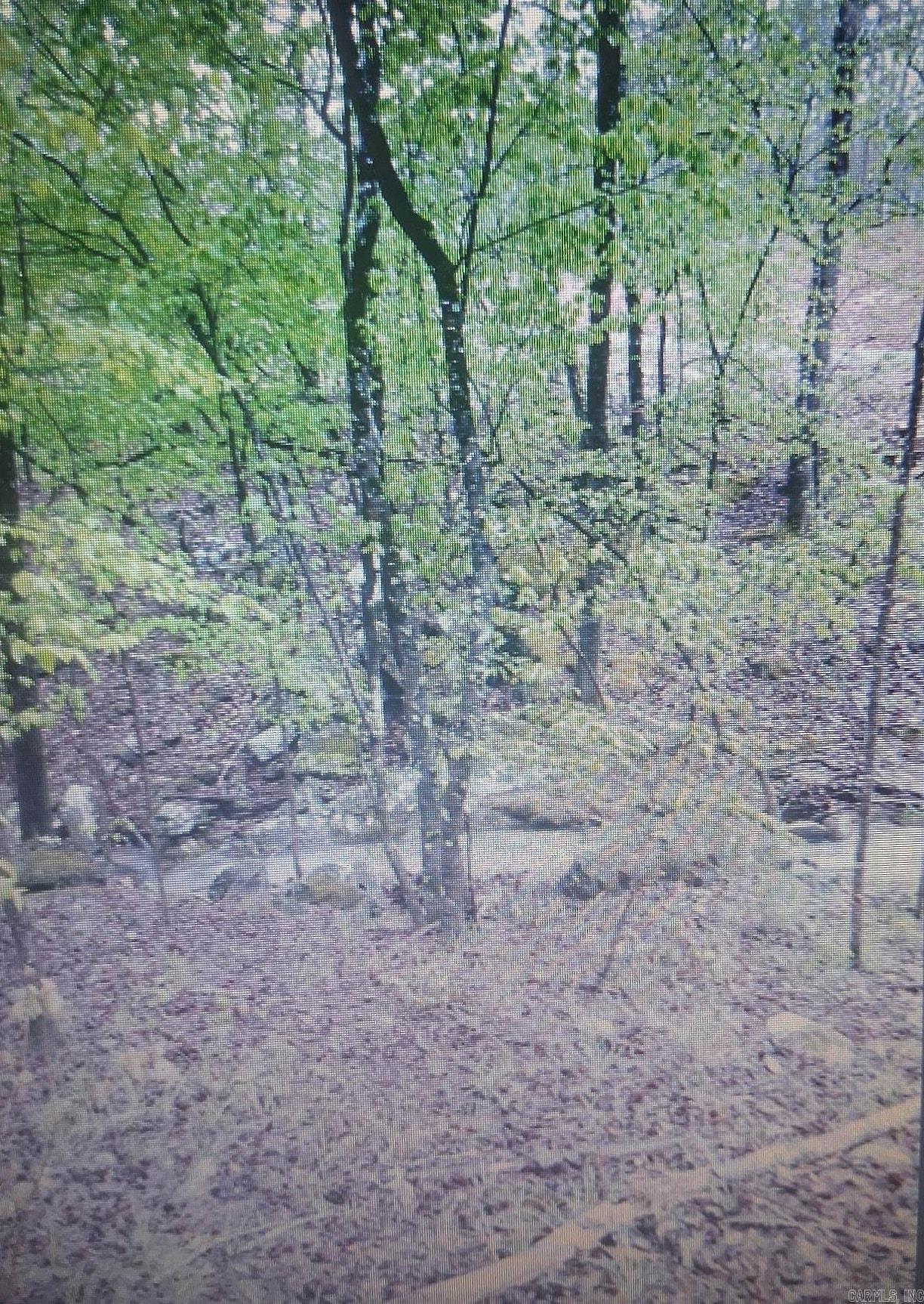 116 Blackcat  Royal, AR