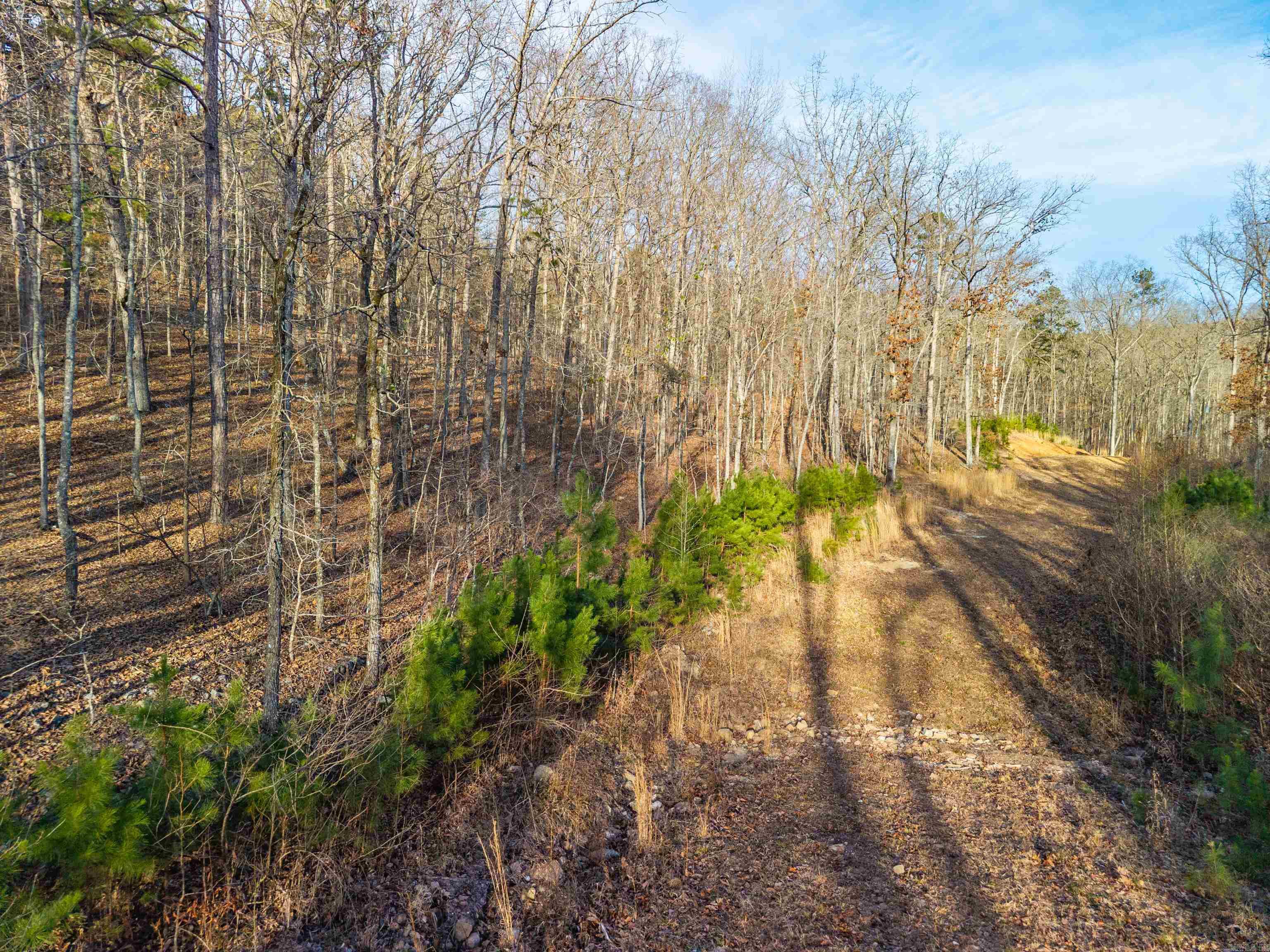 116 Blackcat  Royal, AR