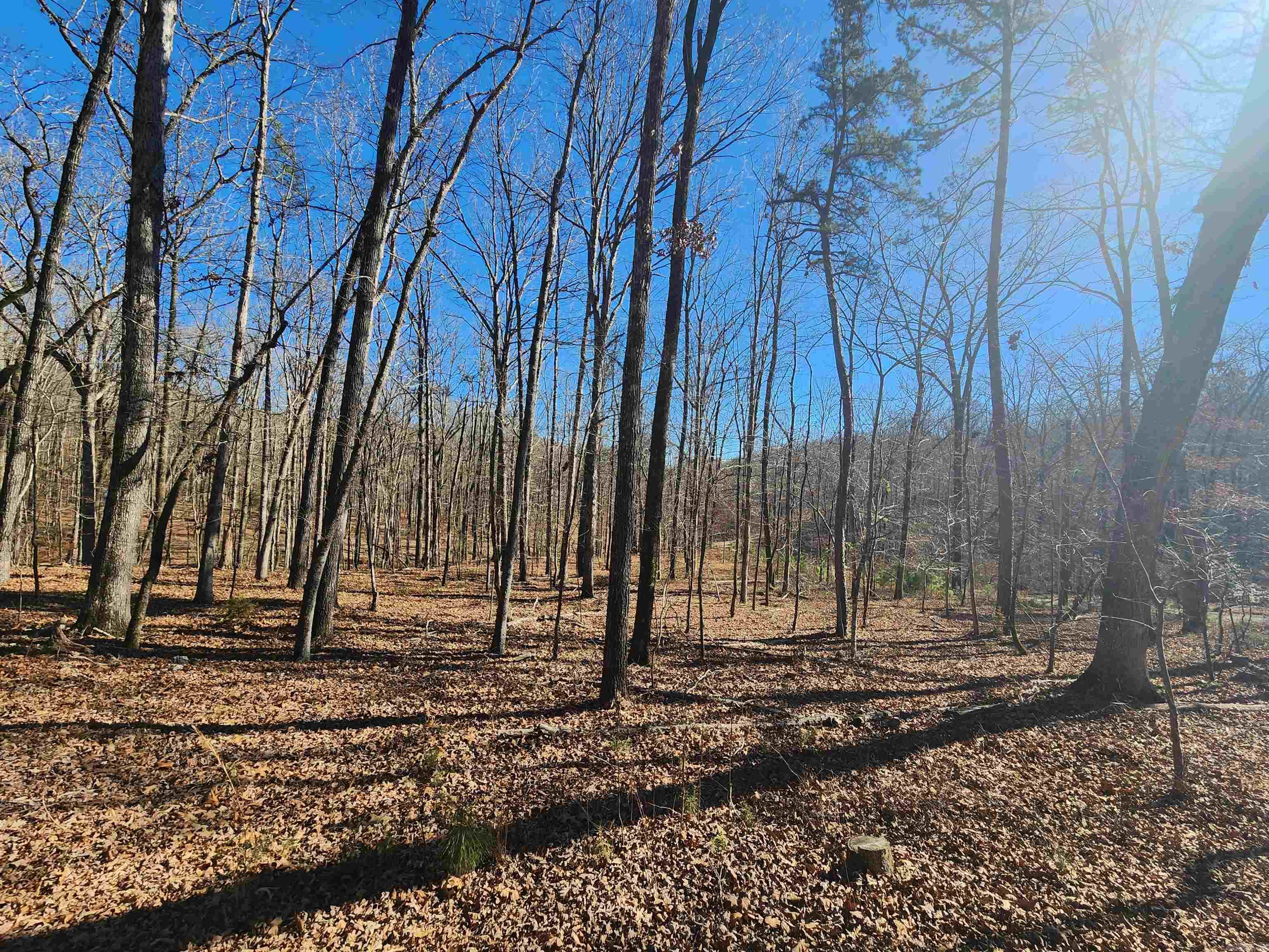 116 Blackcat  Royal, AR