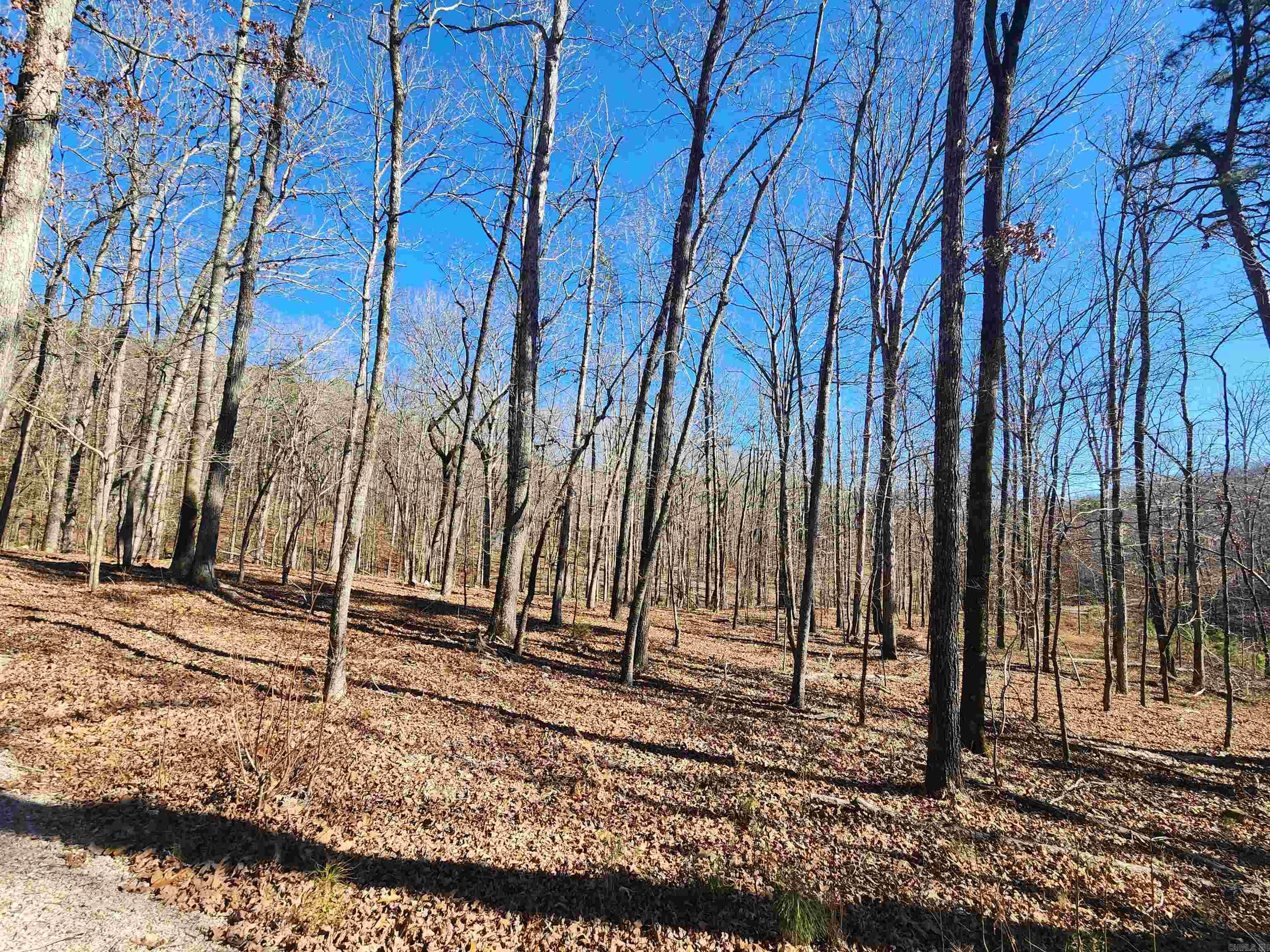 116 Blackcat  Royal, AR