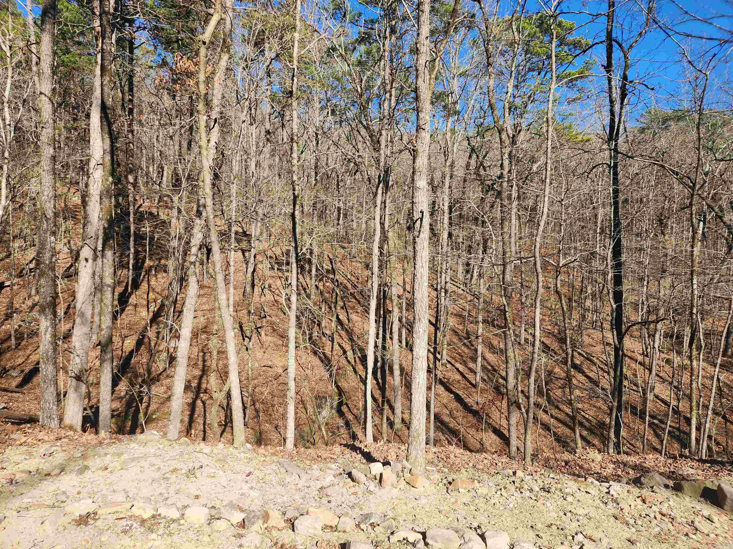 116 Blackcat  Royal, AR