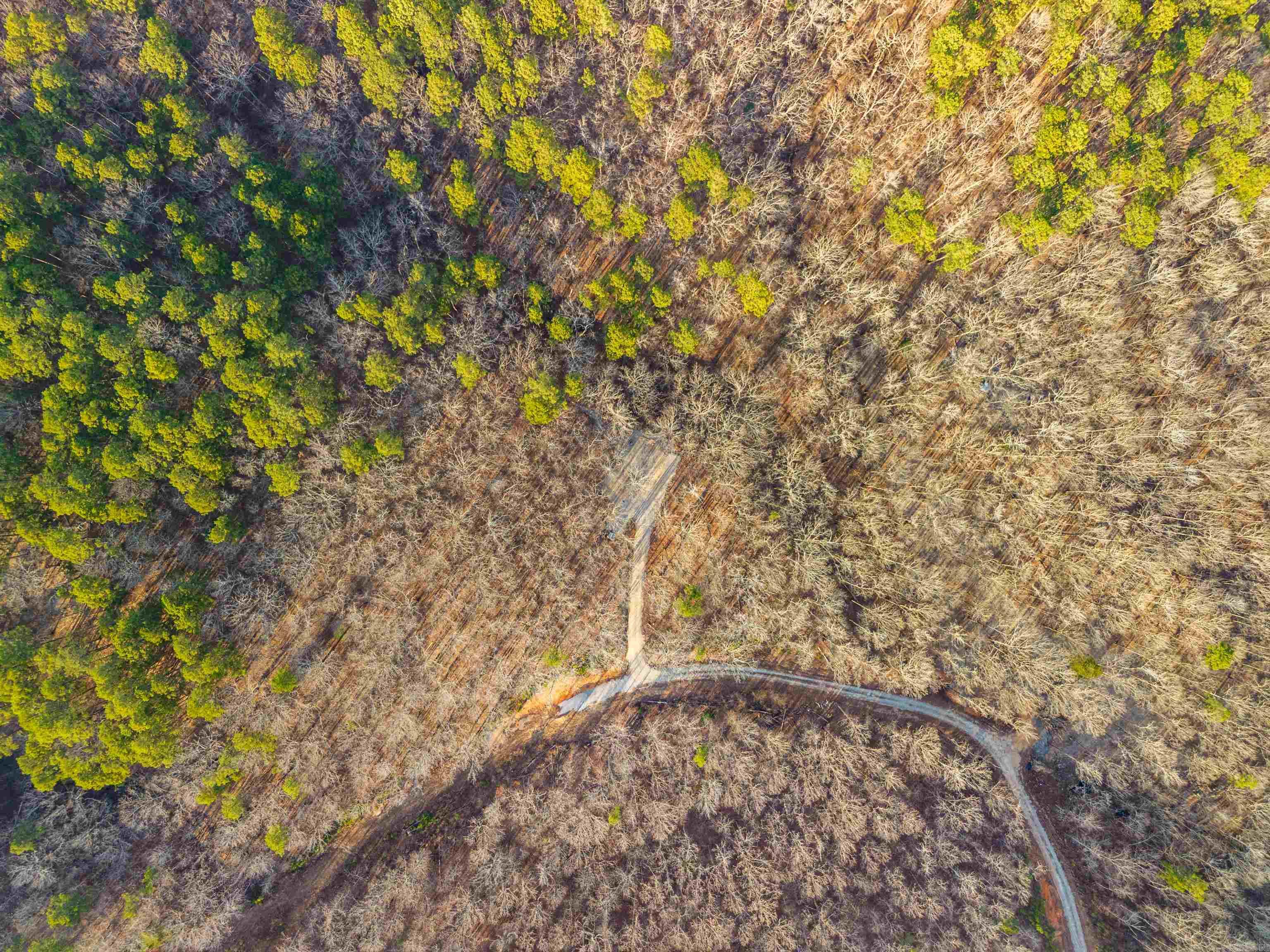 116 Blackcat  Royal, AR