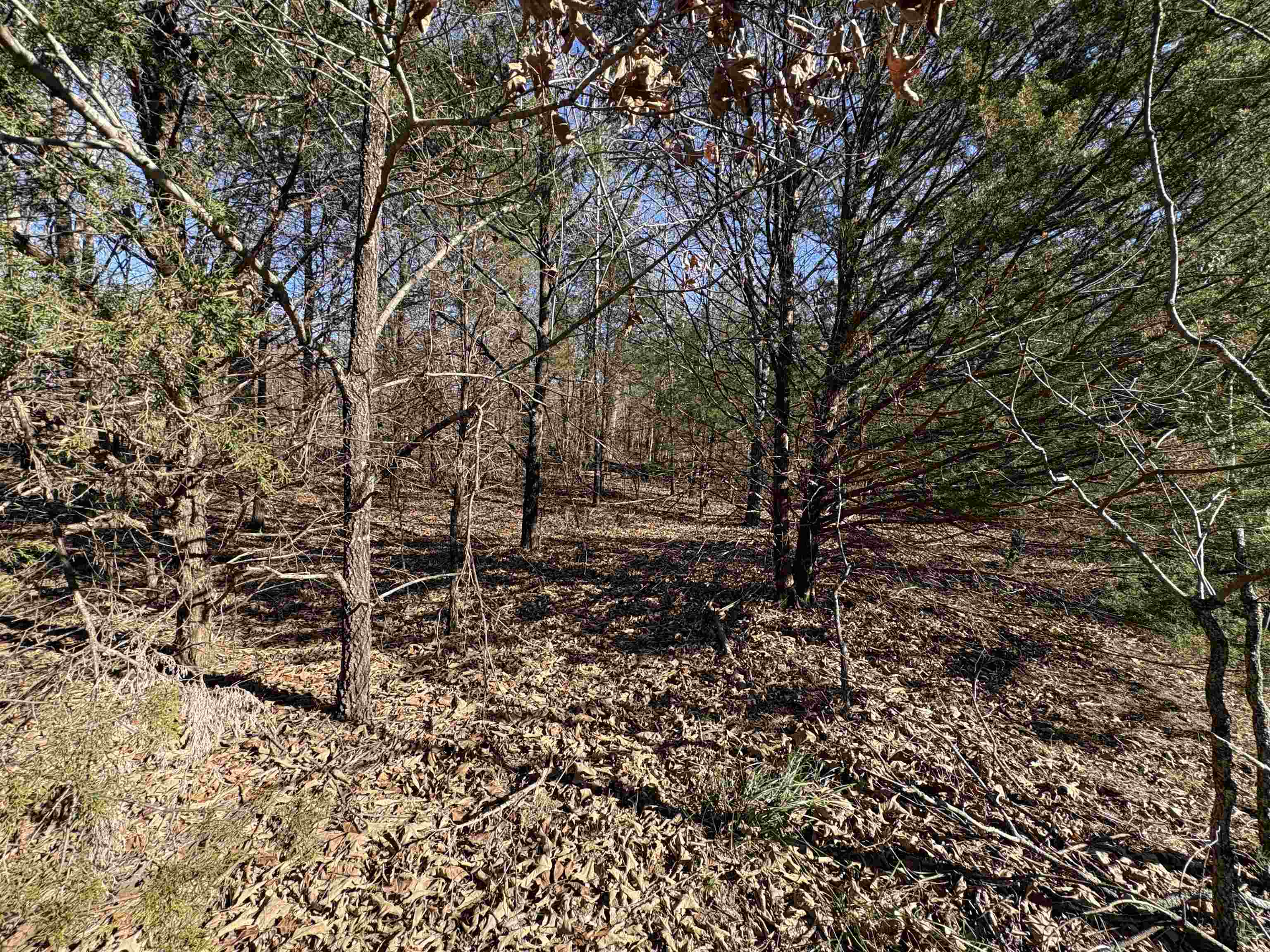 xxx Spring River Ranch  Williford, AR