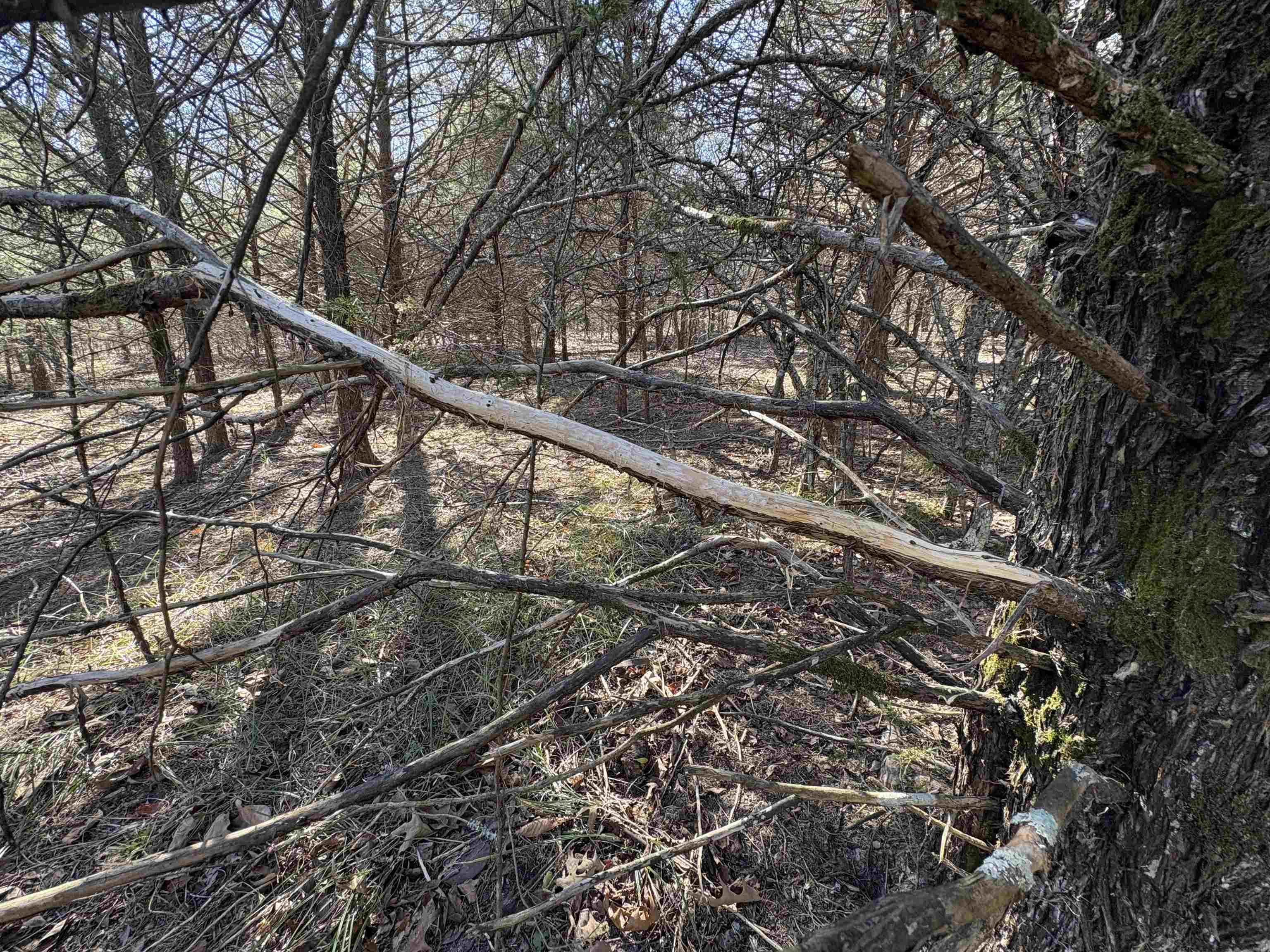 xxx Spring River Ranch  Williford, AR