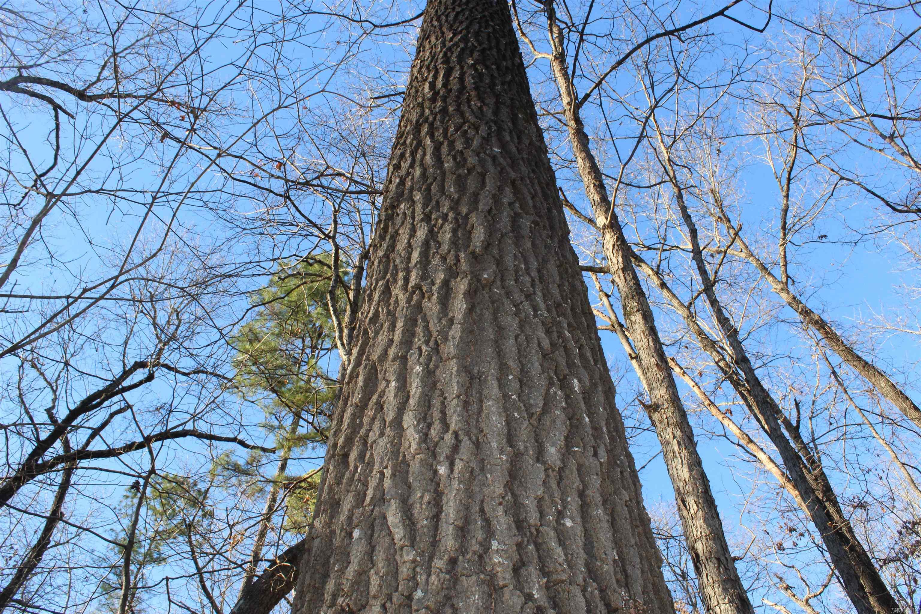 12404 Push Mountain Rd.  Calico Rock, AR