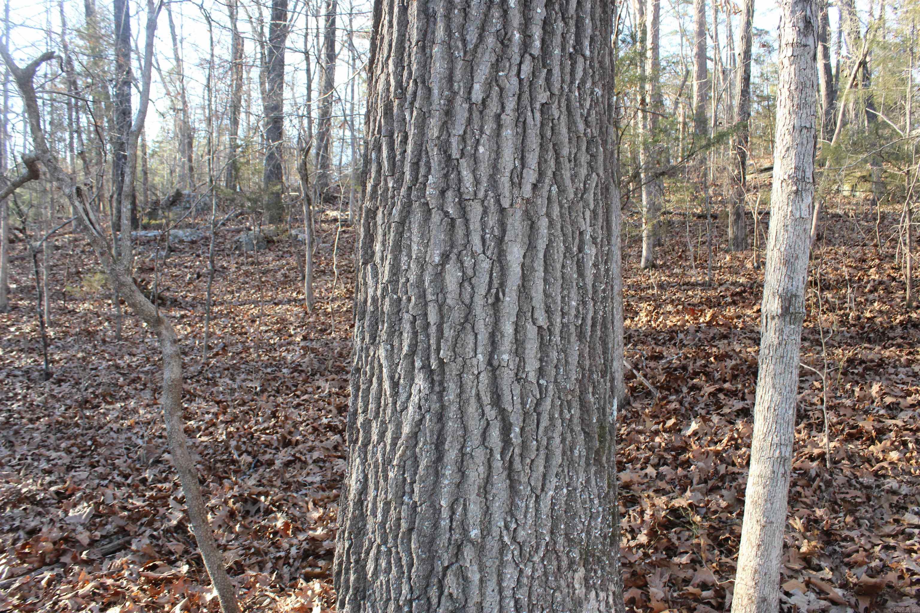 12404 Push Mountain Rd.  Calico Rock, AR