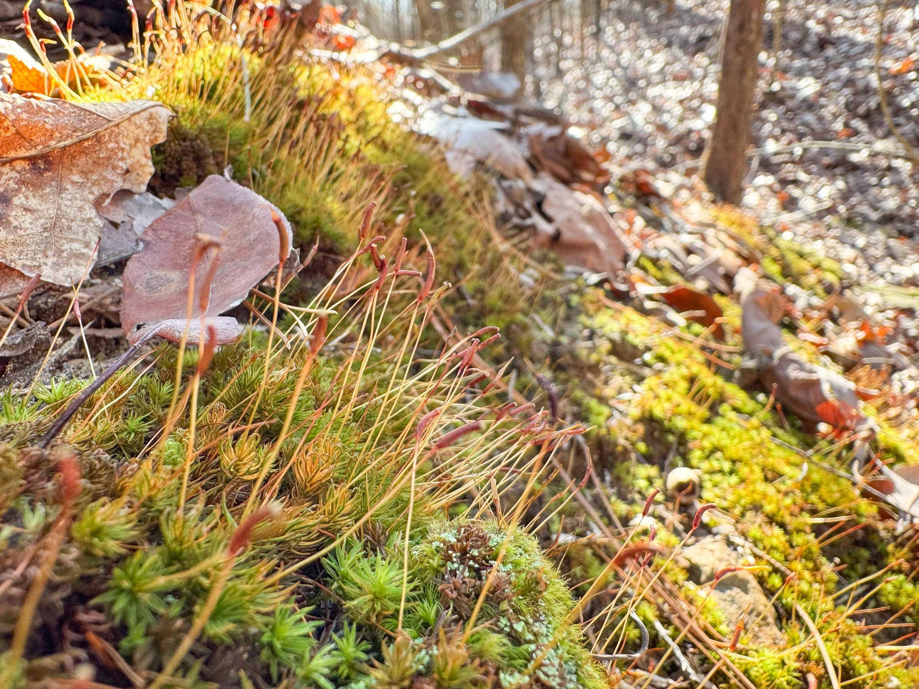 370 Guy  Quitman, AR