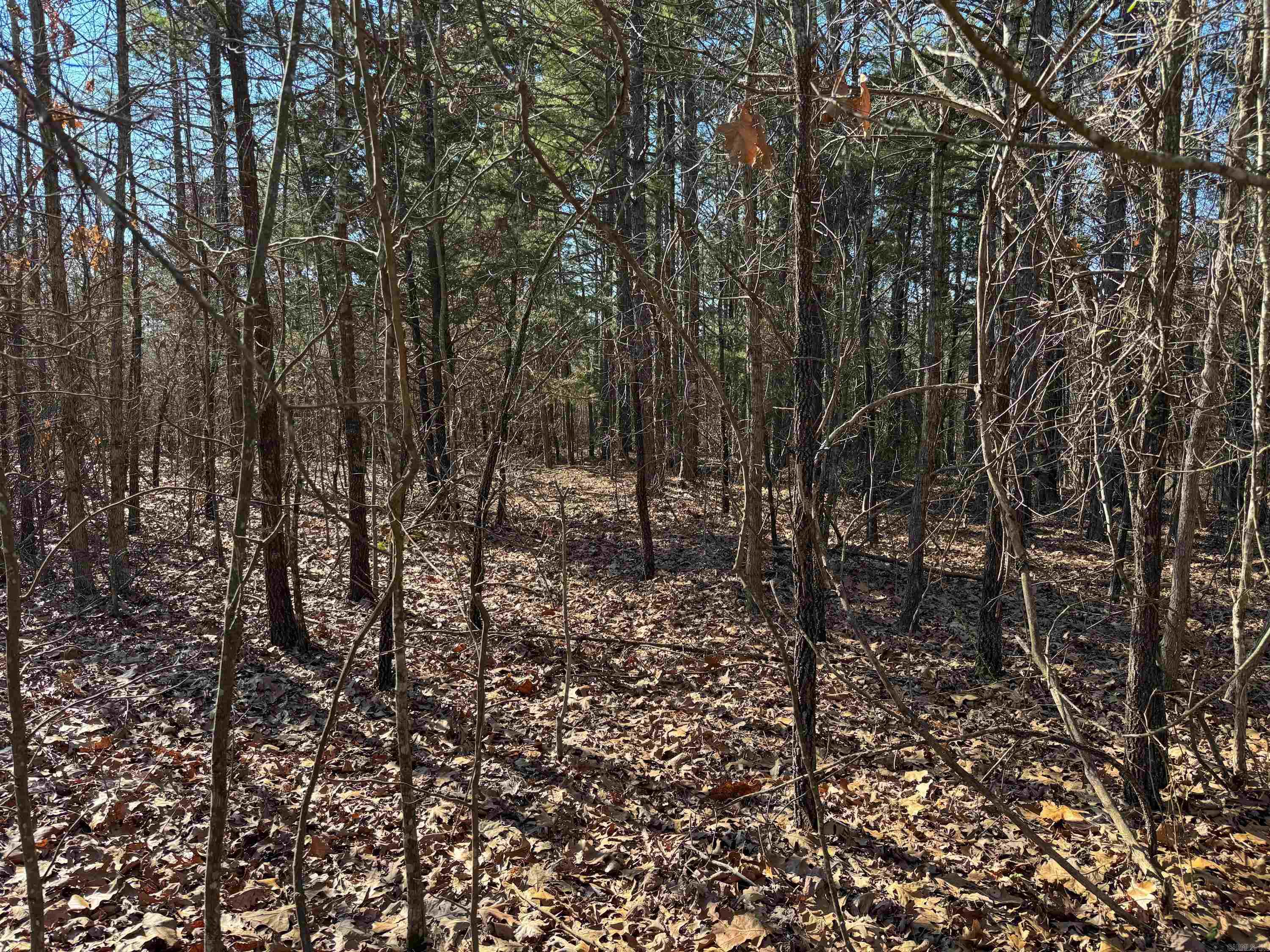 100 Guy  Quitman, AR