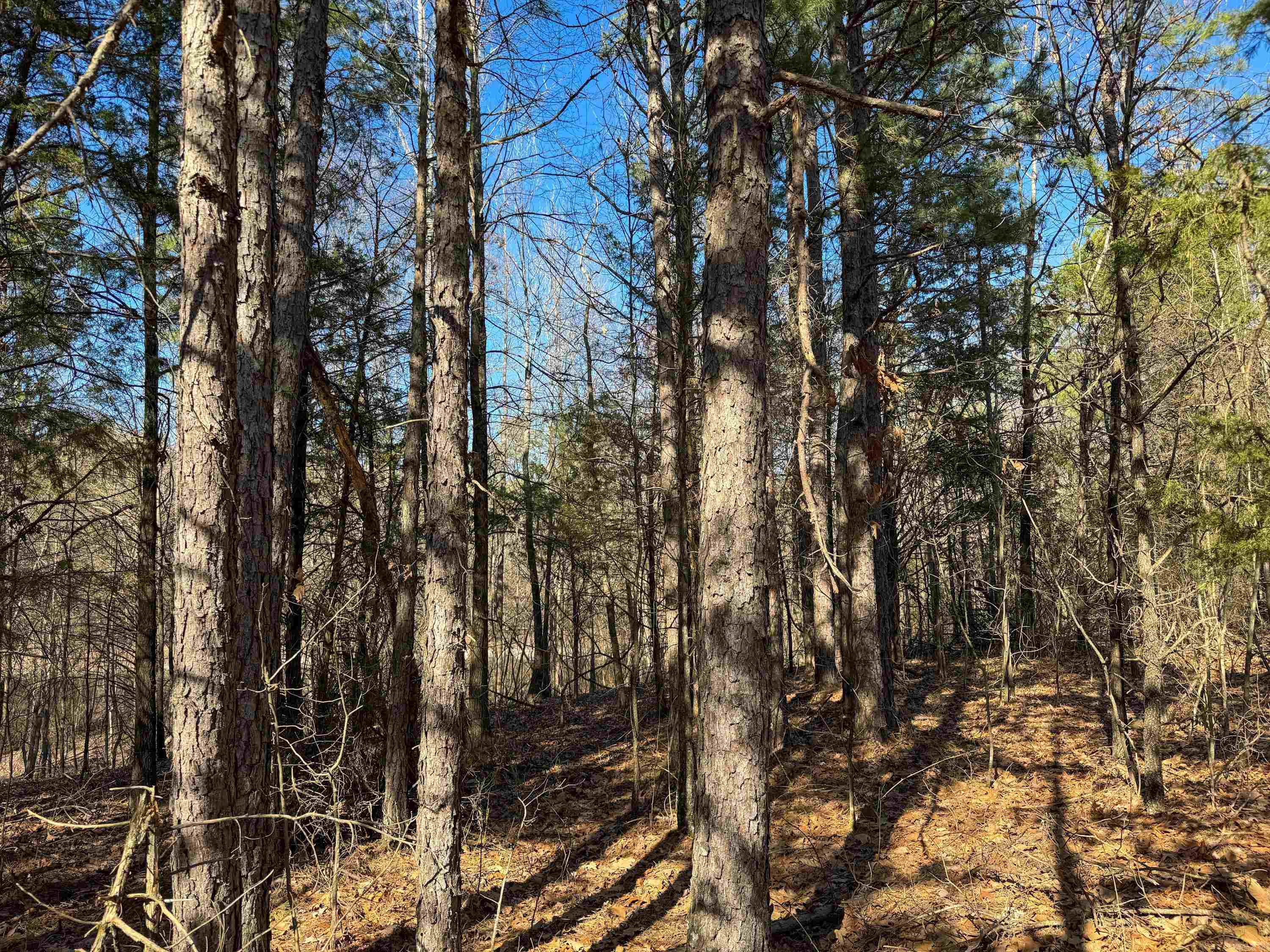 100 Guy  Quitman, AR