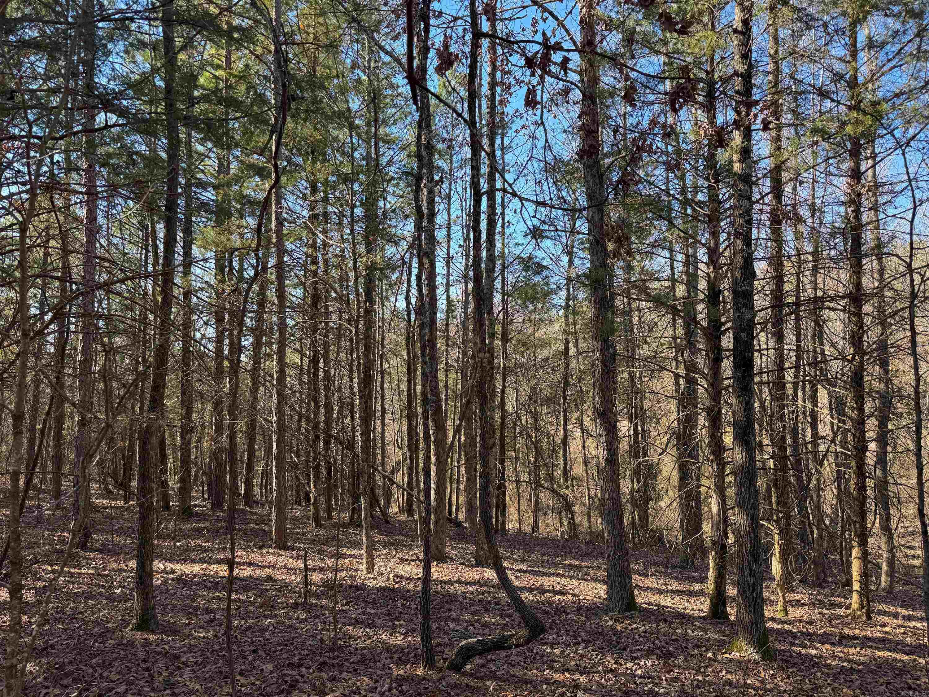 100 Guy  Quitman, AR