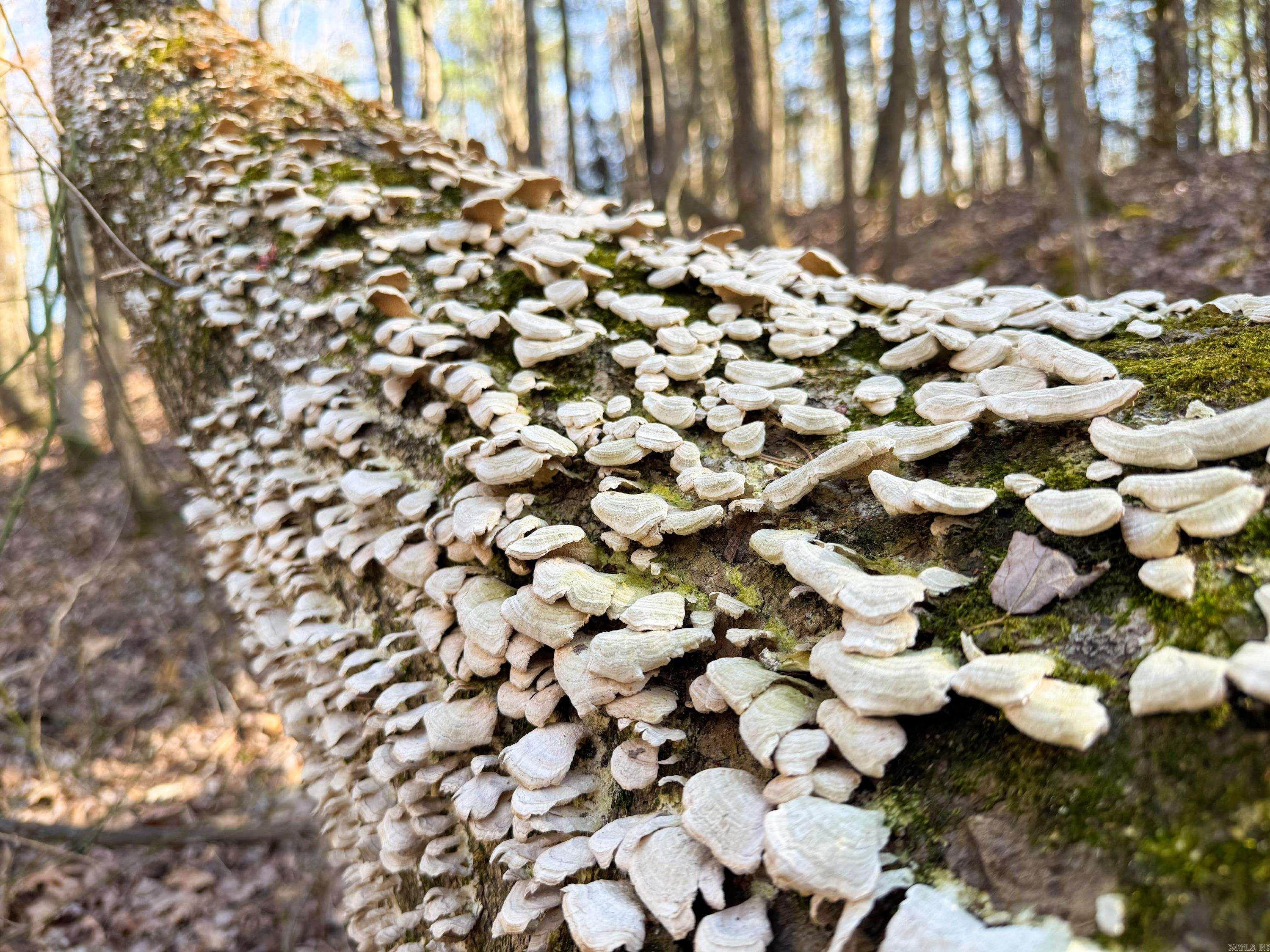 100 Guy  Quitman, AR