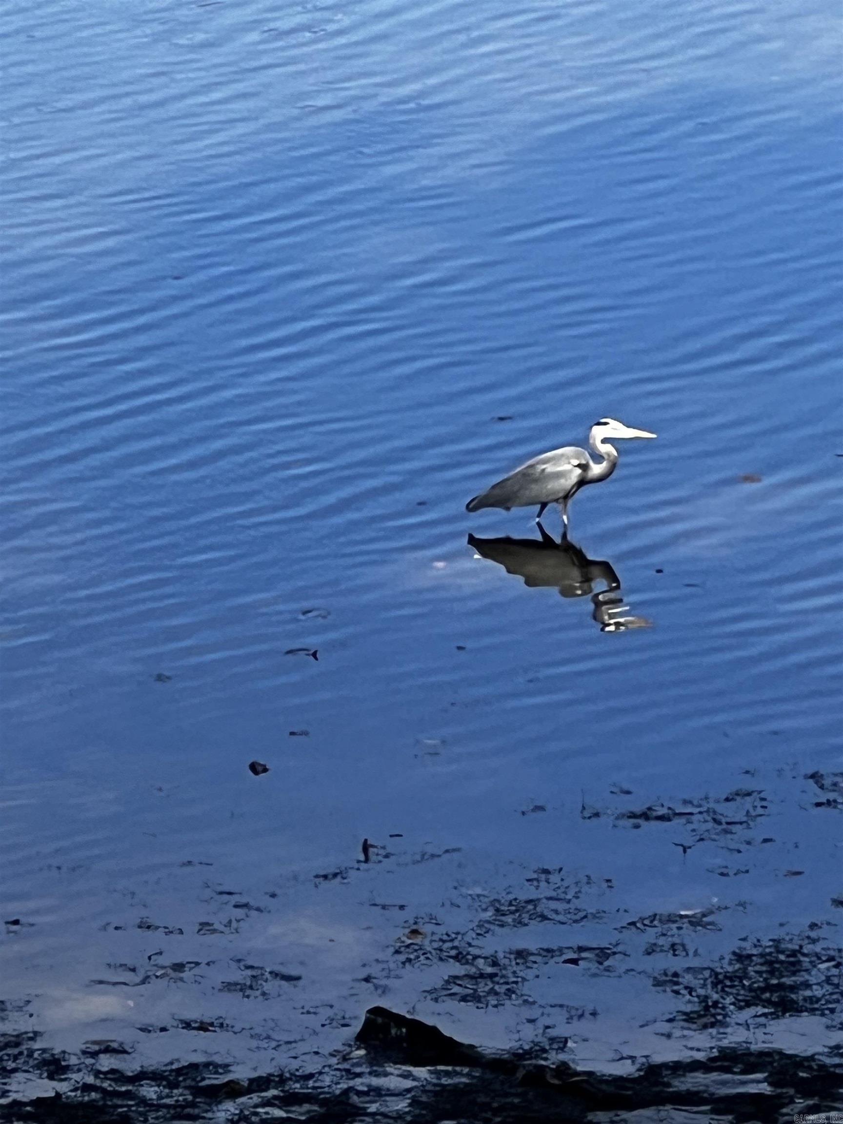 170 Lake Forest Shores  Hot Springs, AR