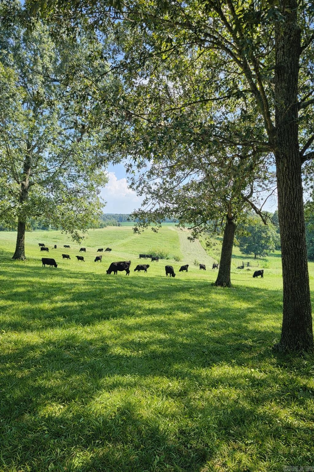 1199 GR 607 RD Beech Grove, AR 72412