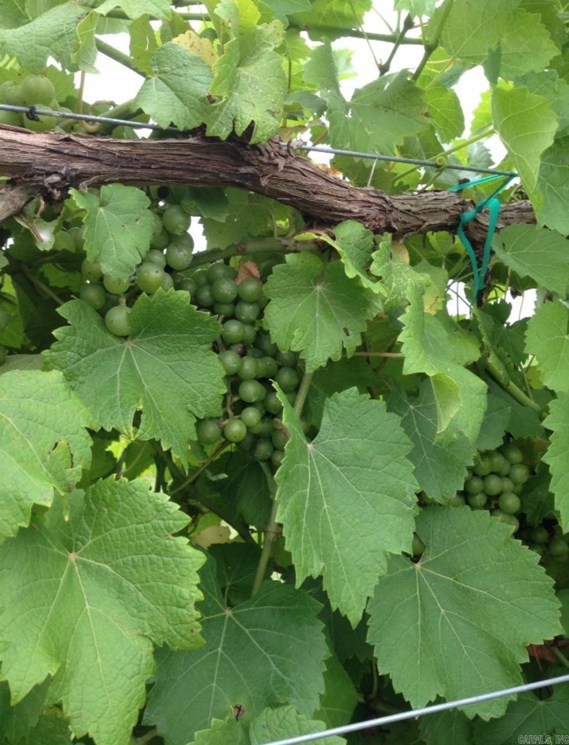 TBD East Vineyard Drive  Wiederkehr Village, AR