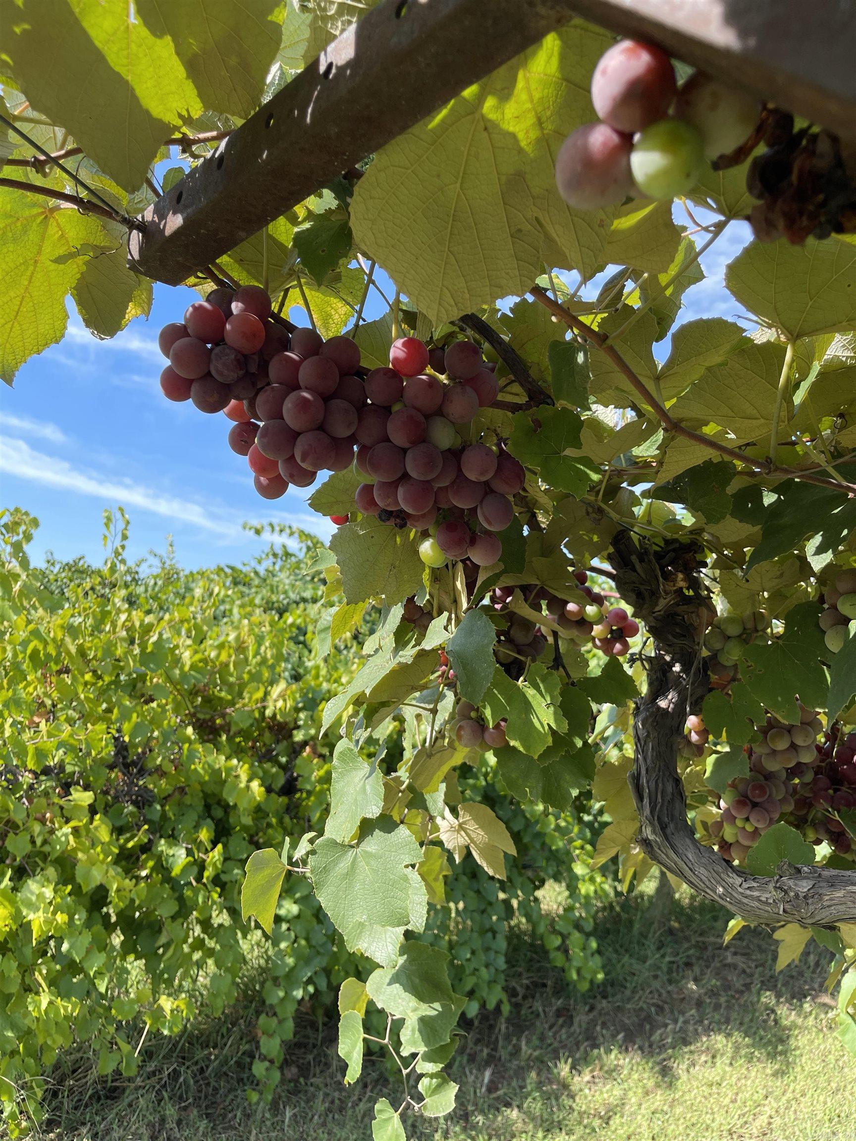 TBD East Vineyard Drive  Wiederkehr Village, AR