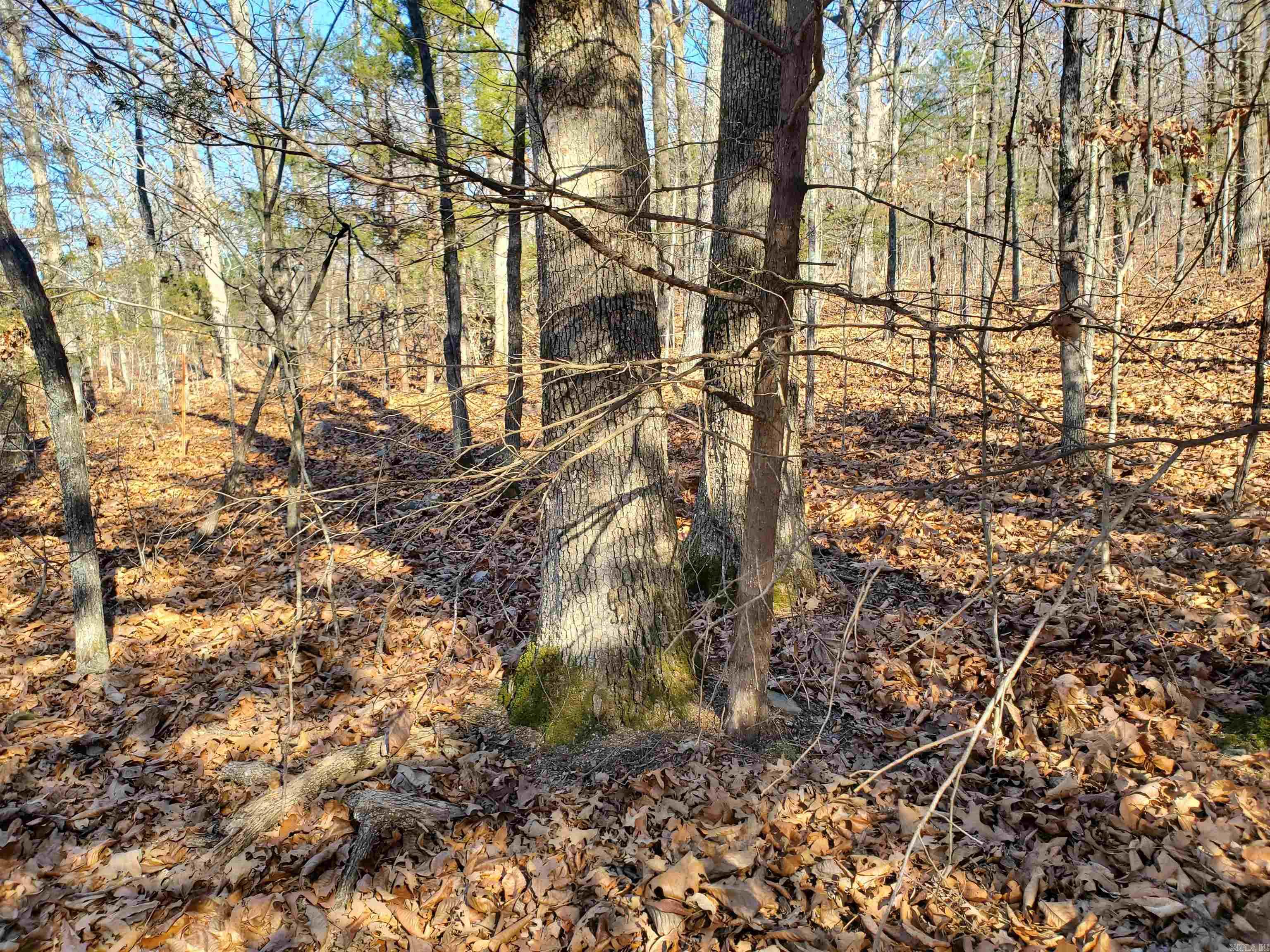 15776 Hwy 74 E Tract #1 Marshall, AR 72650-9999