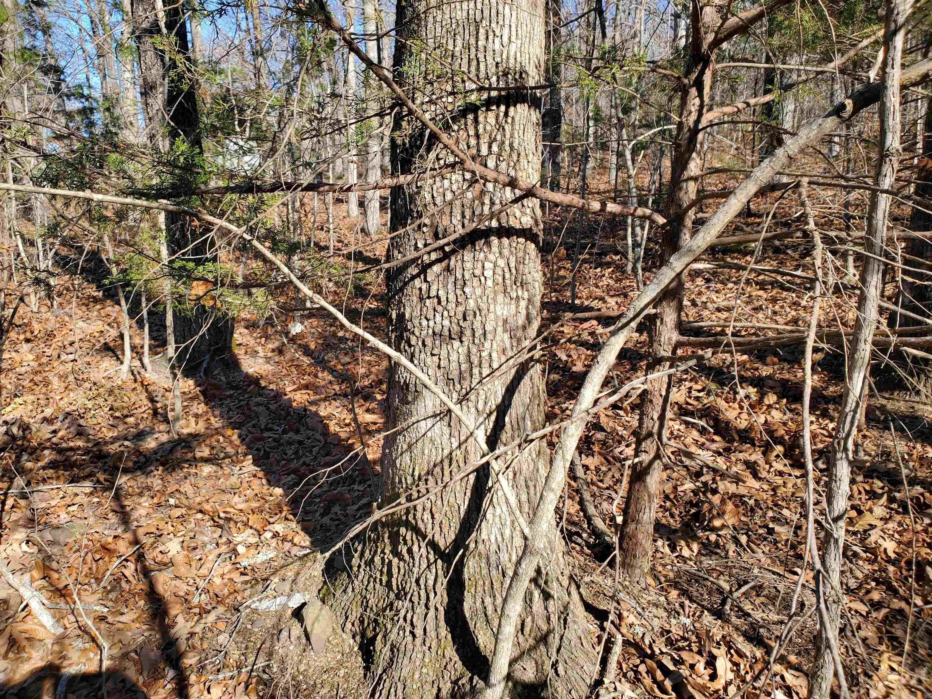 15776 Hwy 74 E Tract #1 Marshall, AR 72650-9999