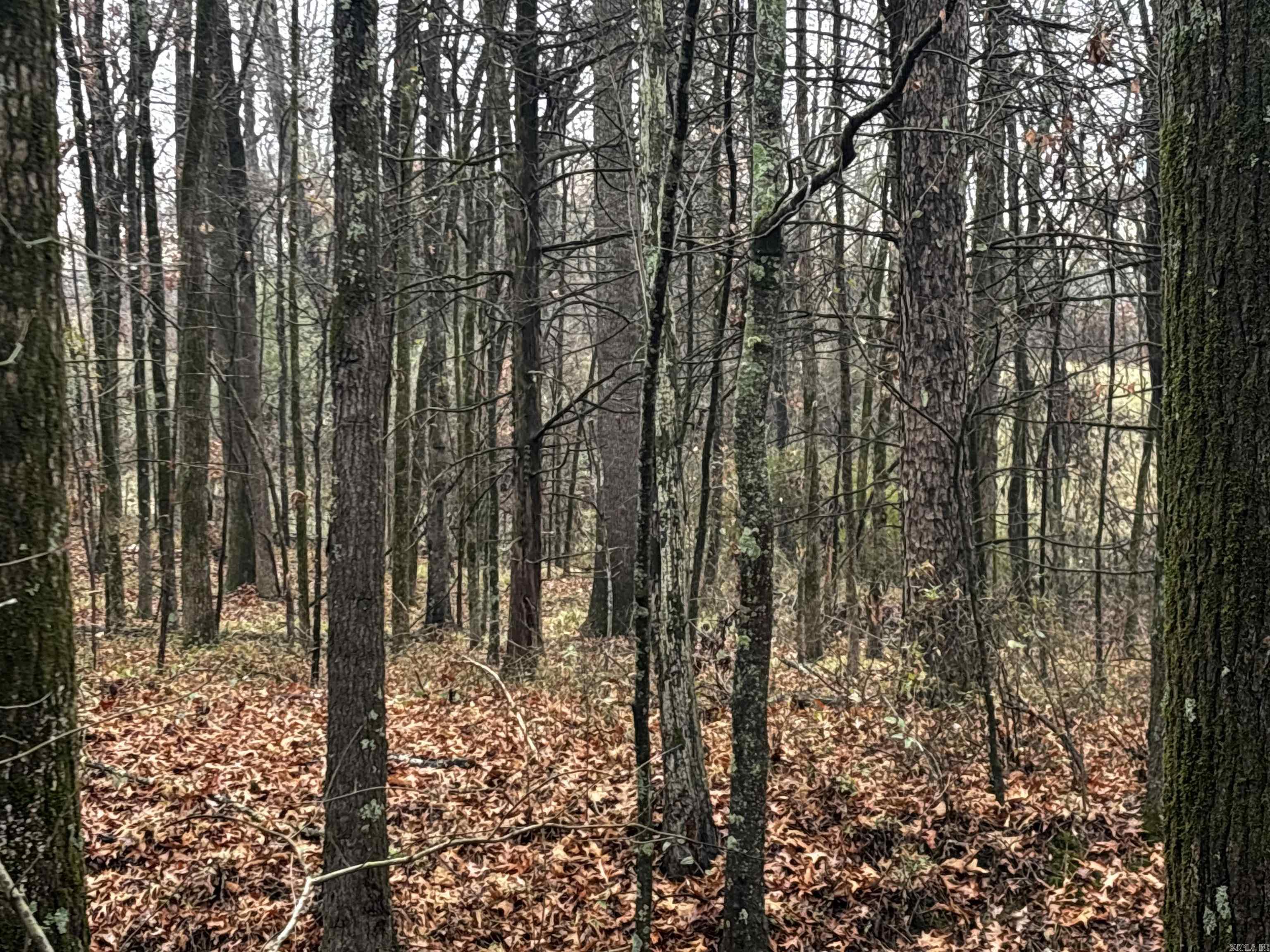 67 Old Wire  Atkins, AR