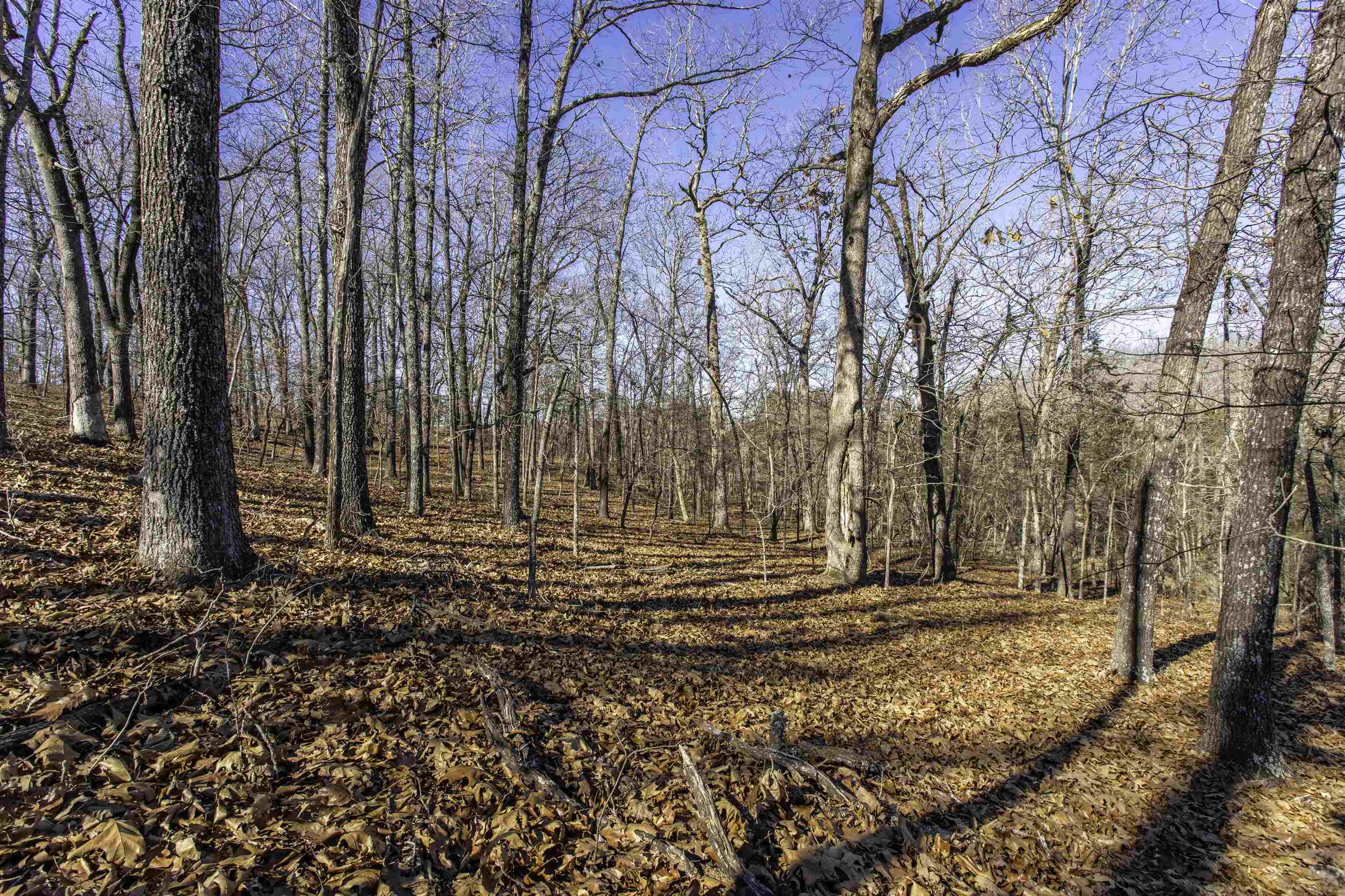 000 Buck Ridge  Williford, AR