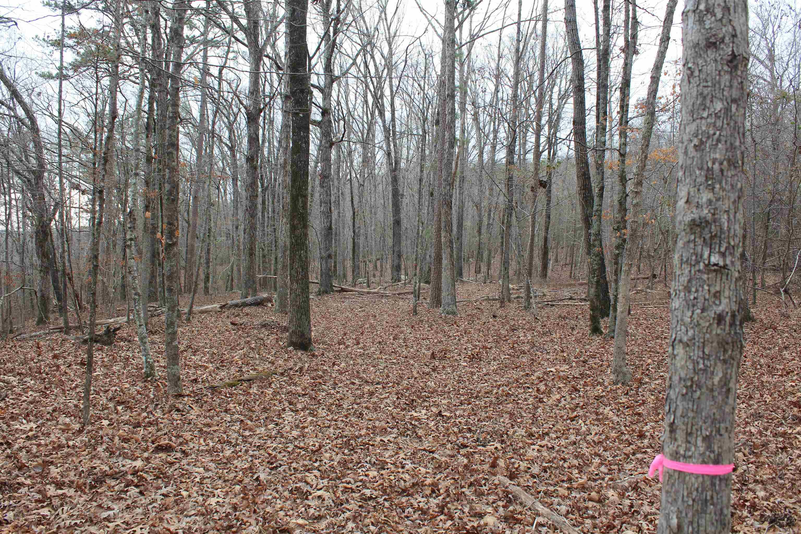 000 Old Brewer Rd  Edgemont, AR