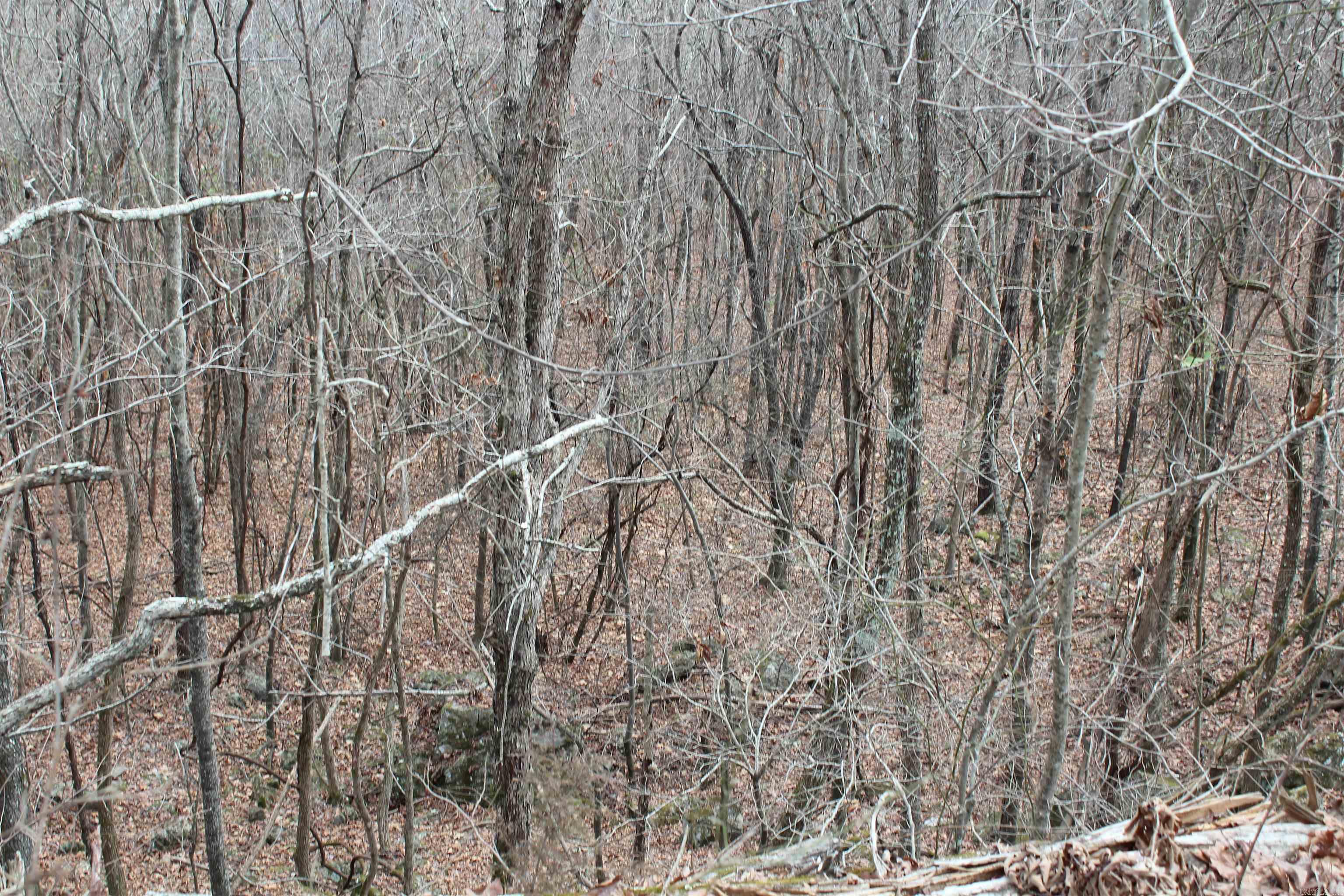 000 Old Brewer Rd  Edgemont, AR