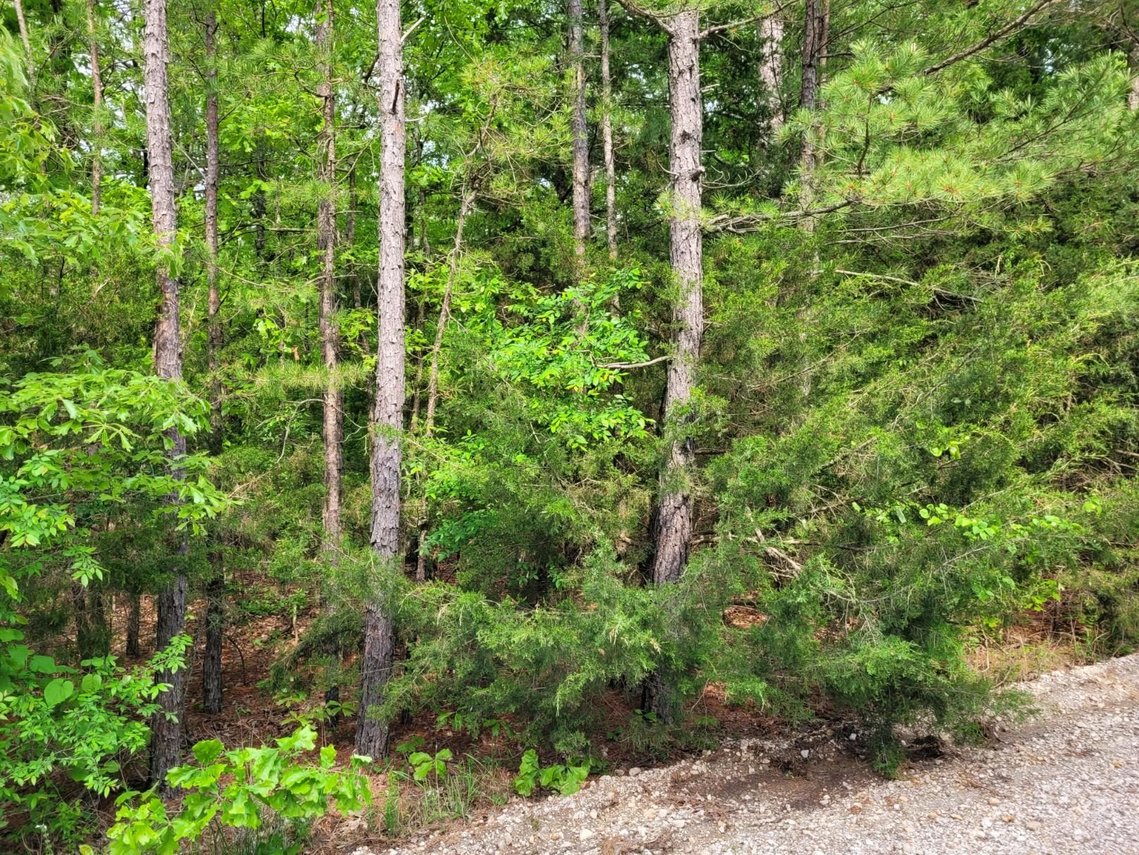 Lot 227 Medley Road  Evening Shade, AR