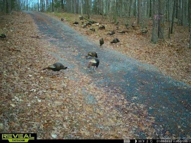 500 Leech Dr. Shirley, AR 72153